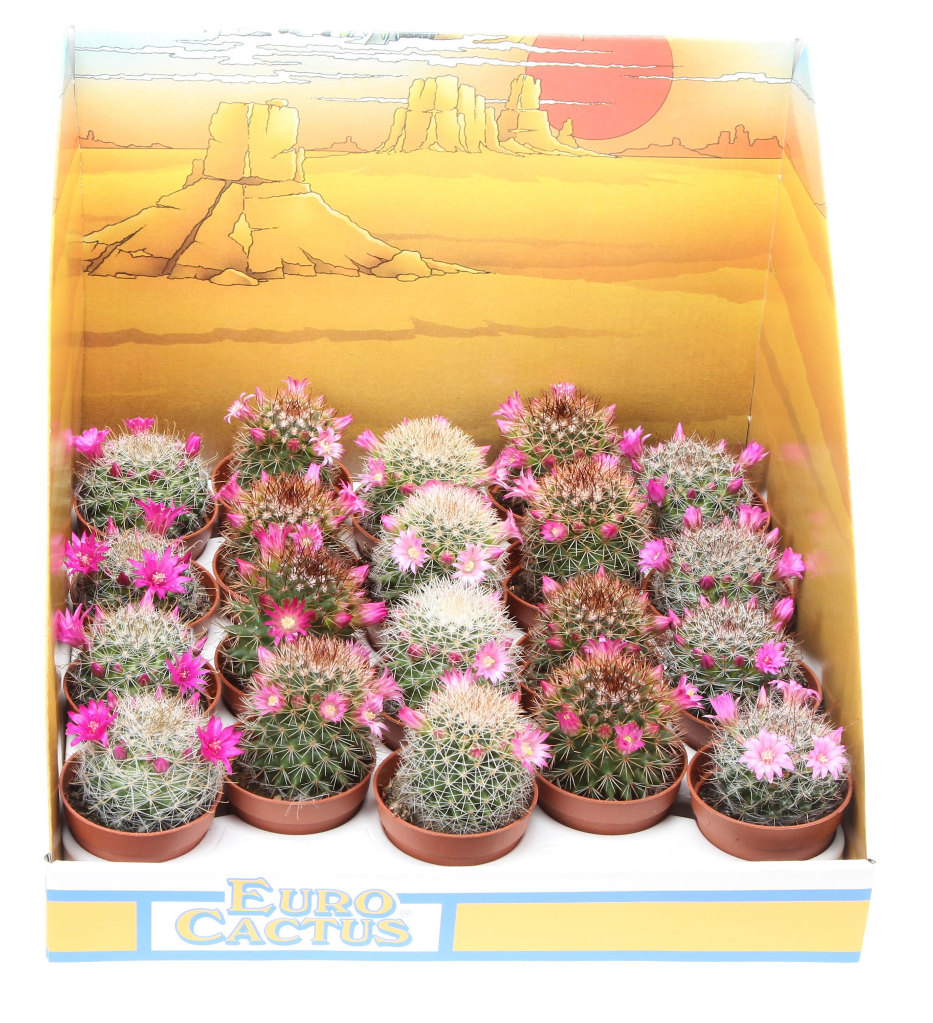 Mammillaria bloei mix in showdoos, D 5,5