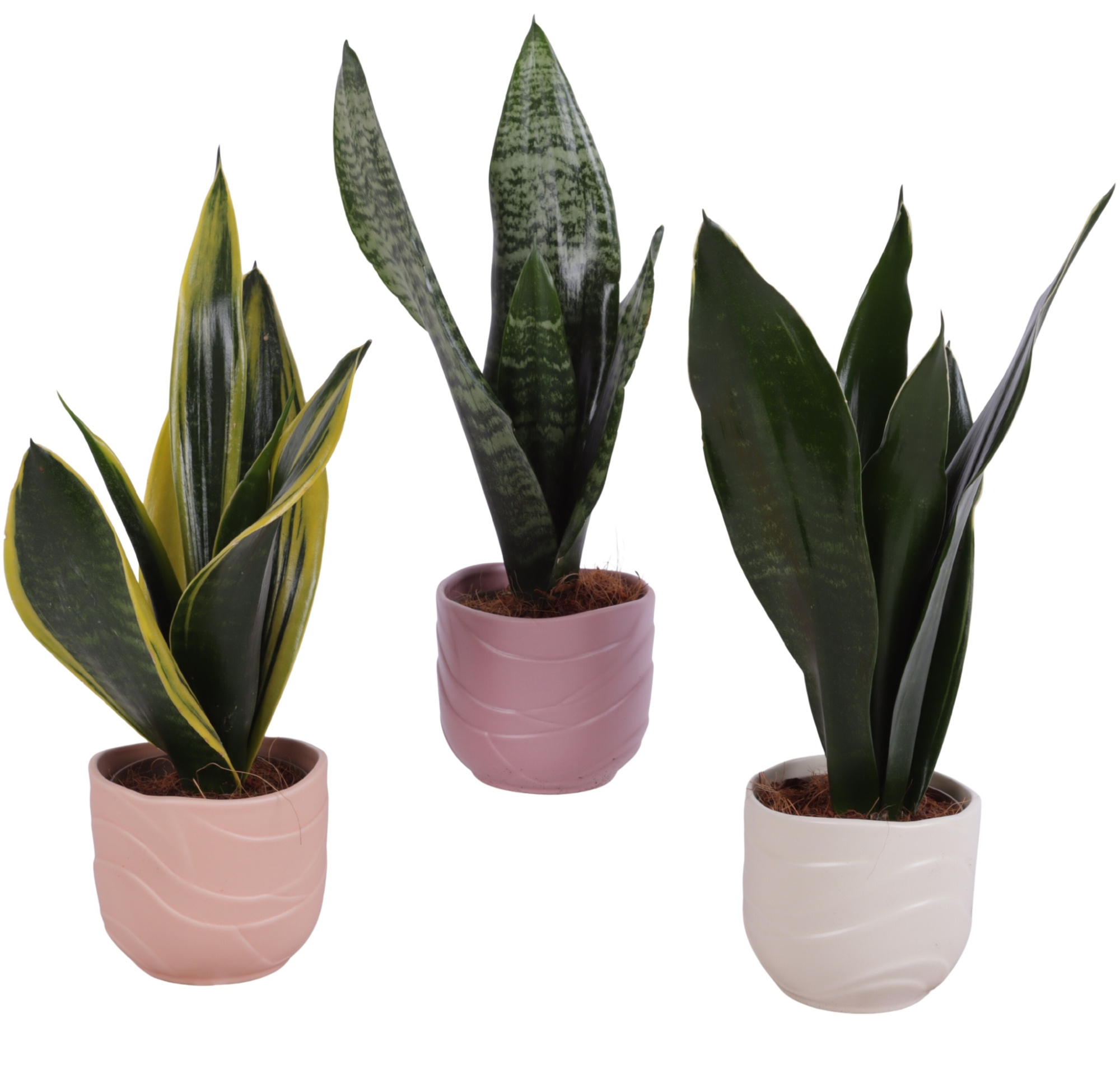 Sansevieria mix Ø09cm in Ø10cm Ceramic SE660, D 10