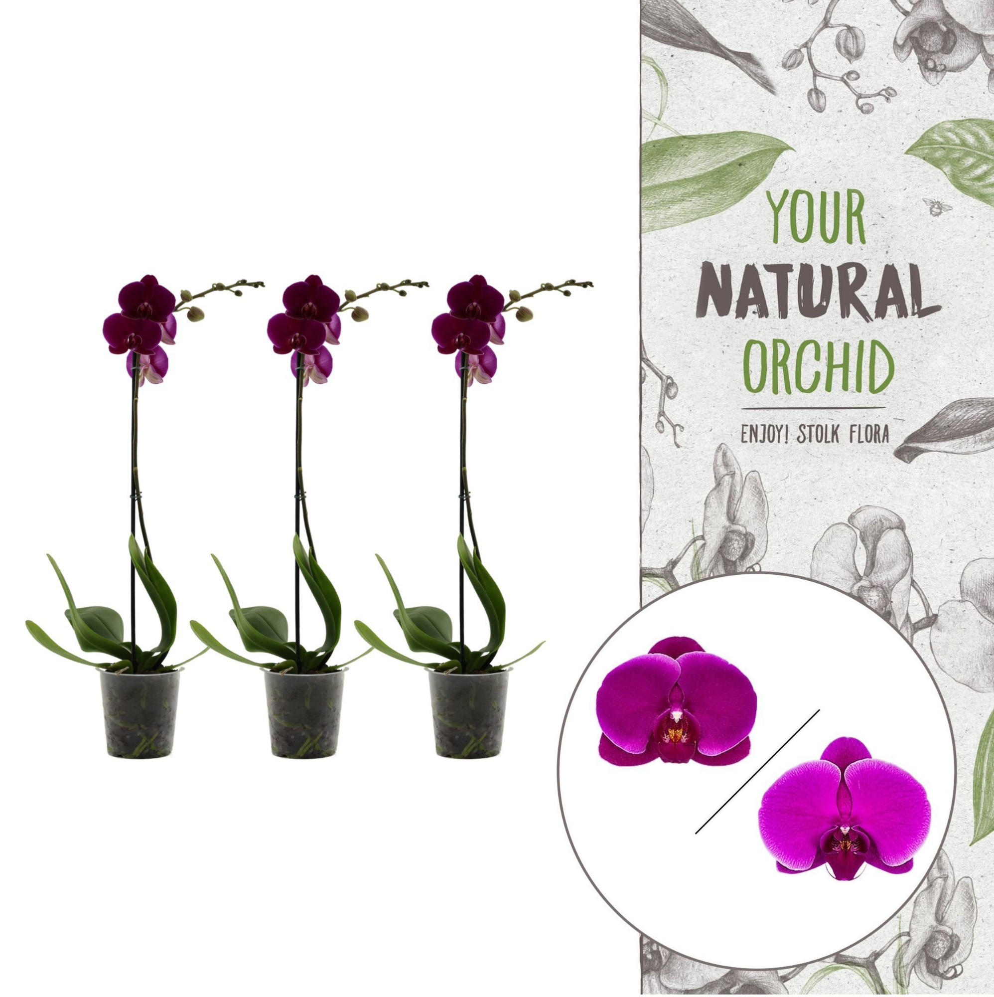 Your Natural Orchid | Purple | Phalaenopsis 1 spike, D 12