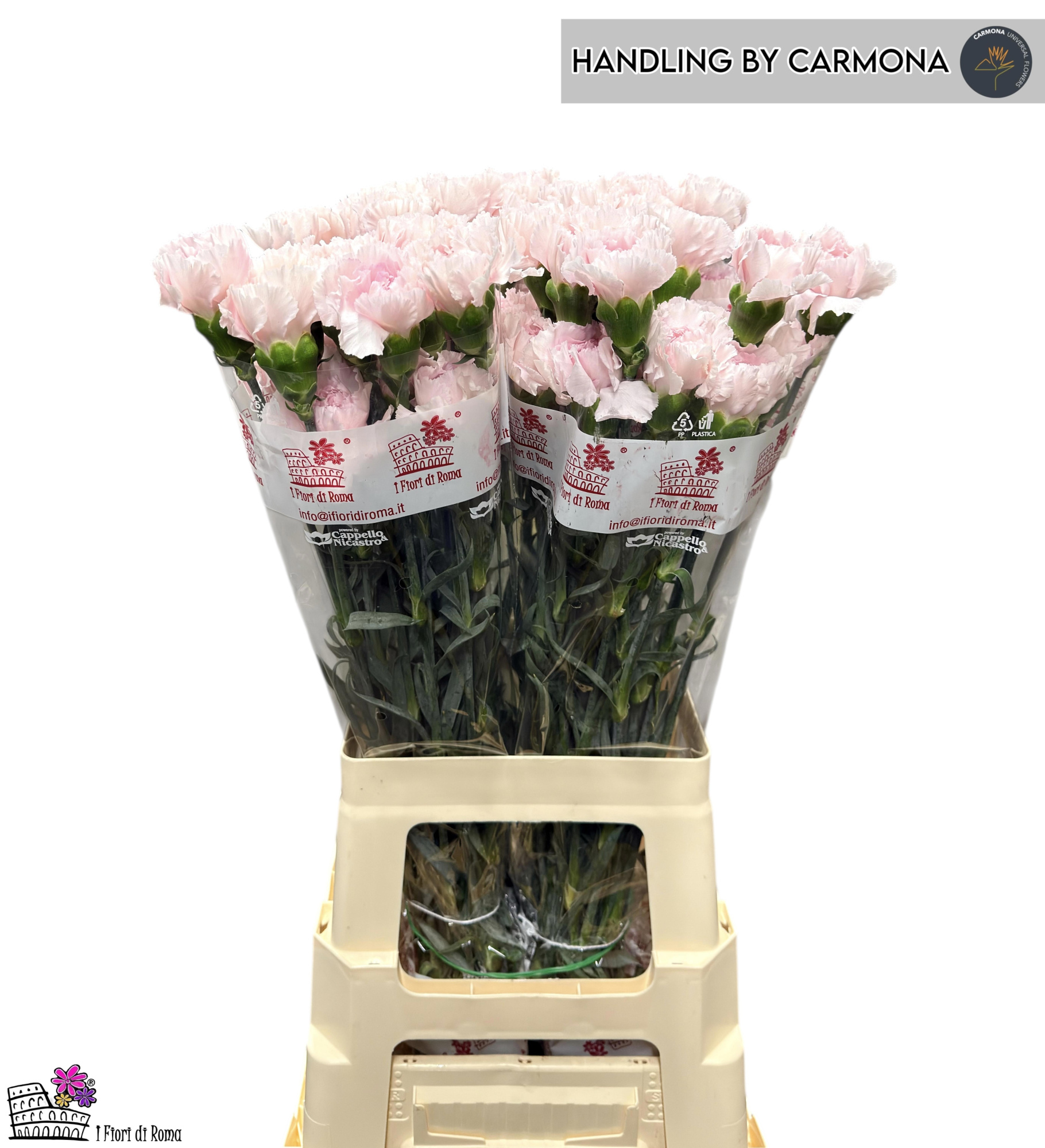 Диантус од. Брайдал Дамаскус (светло-роз.), шт.