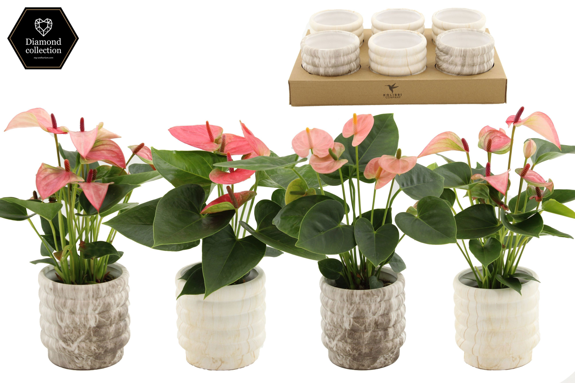 Anthurium 9 cm 3 color mix in Marble ceramics, D 9