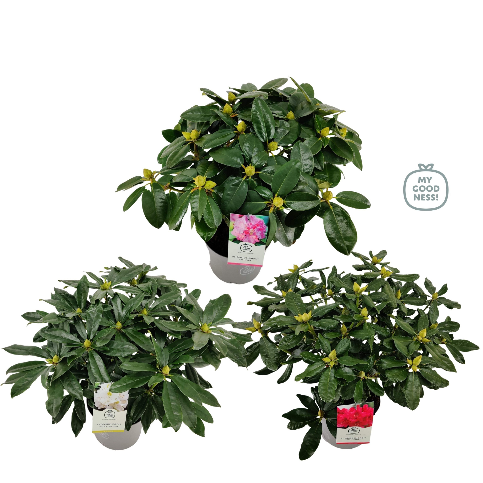 Rhododendron 40-50 /5 liter 'Mix', D 23