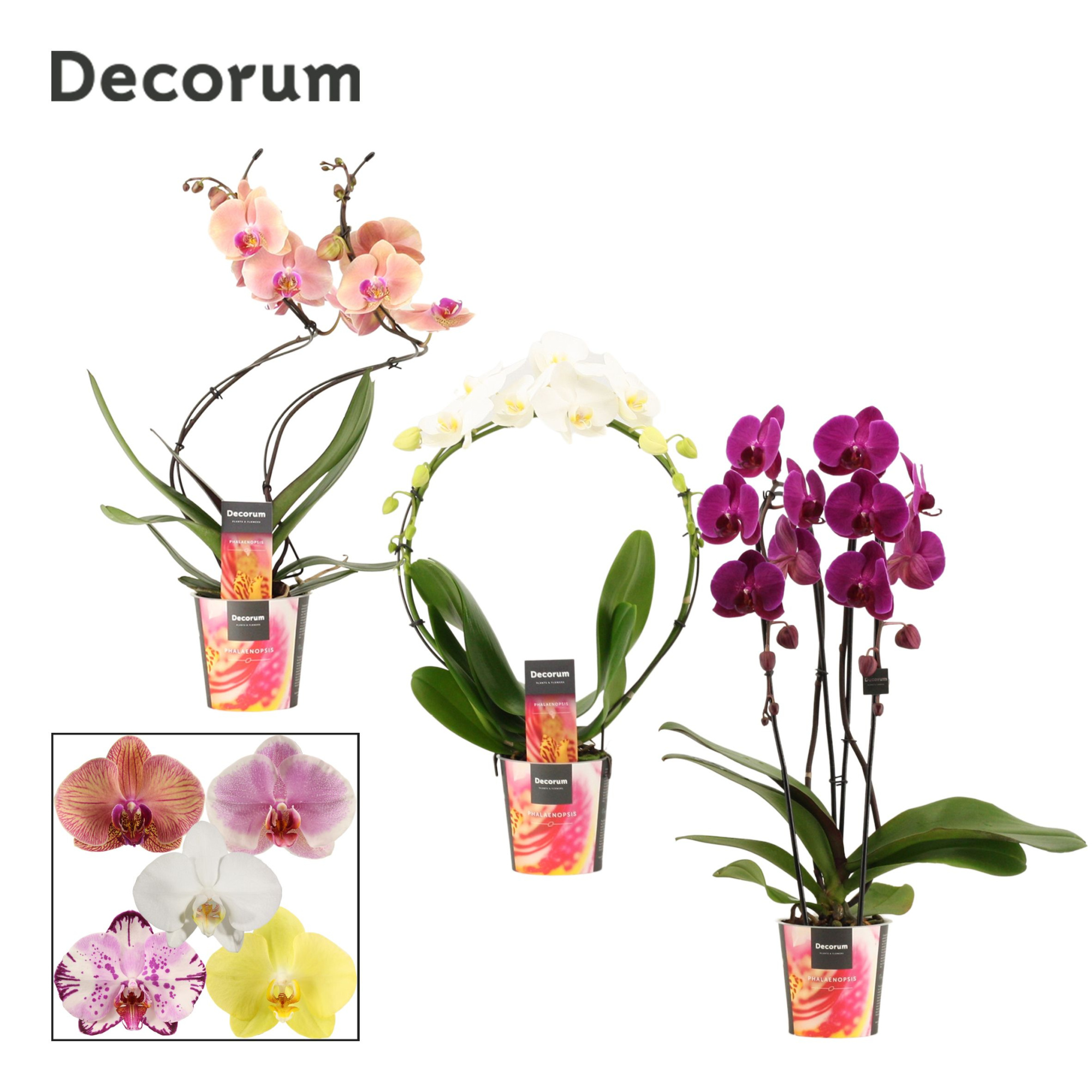 Phalaenopsis vormen mix 2 tak (Decorum), D 12