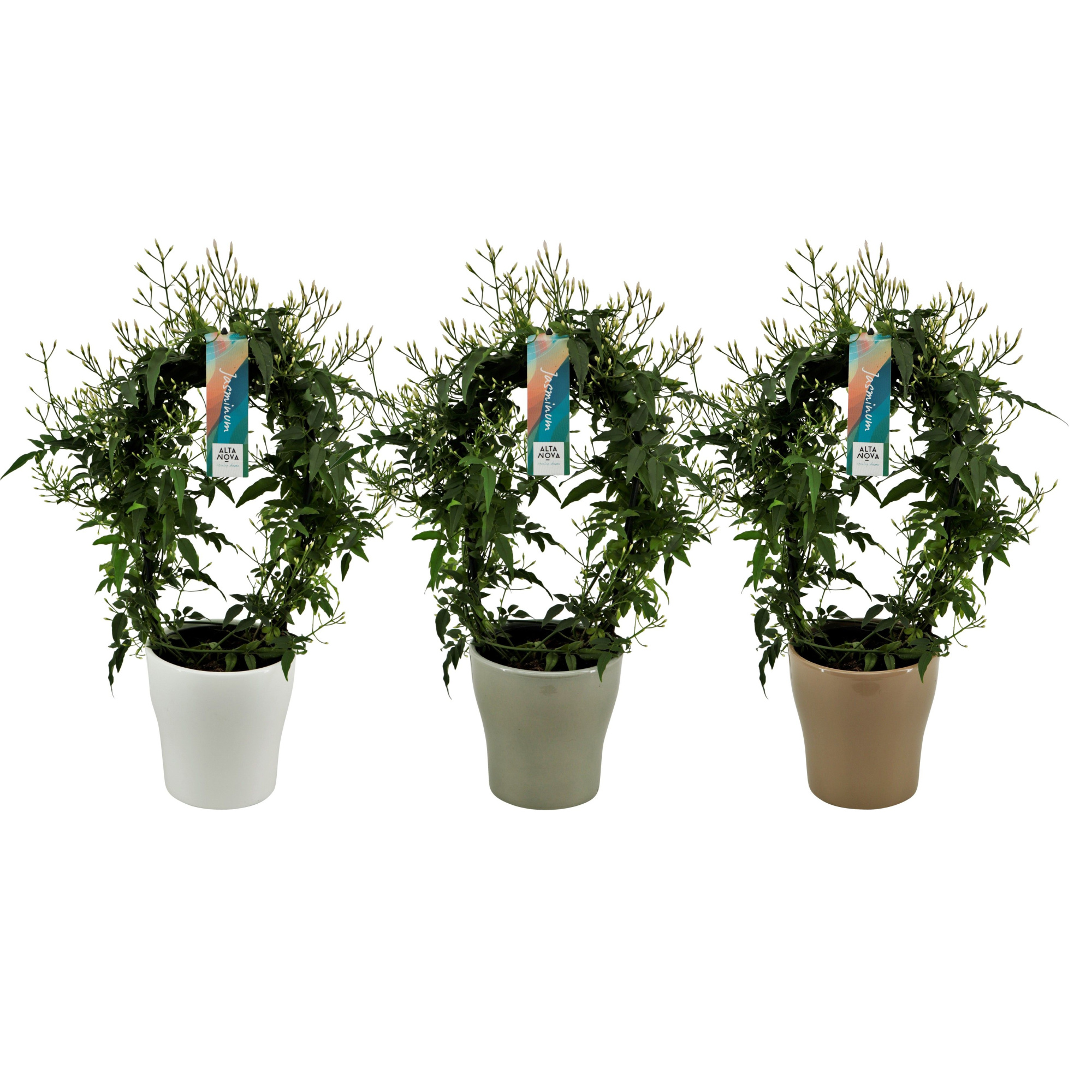 Jasminum boog keramiek Anna Najaar p13 (Jasmijn), D 13