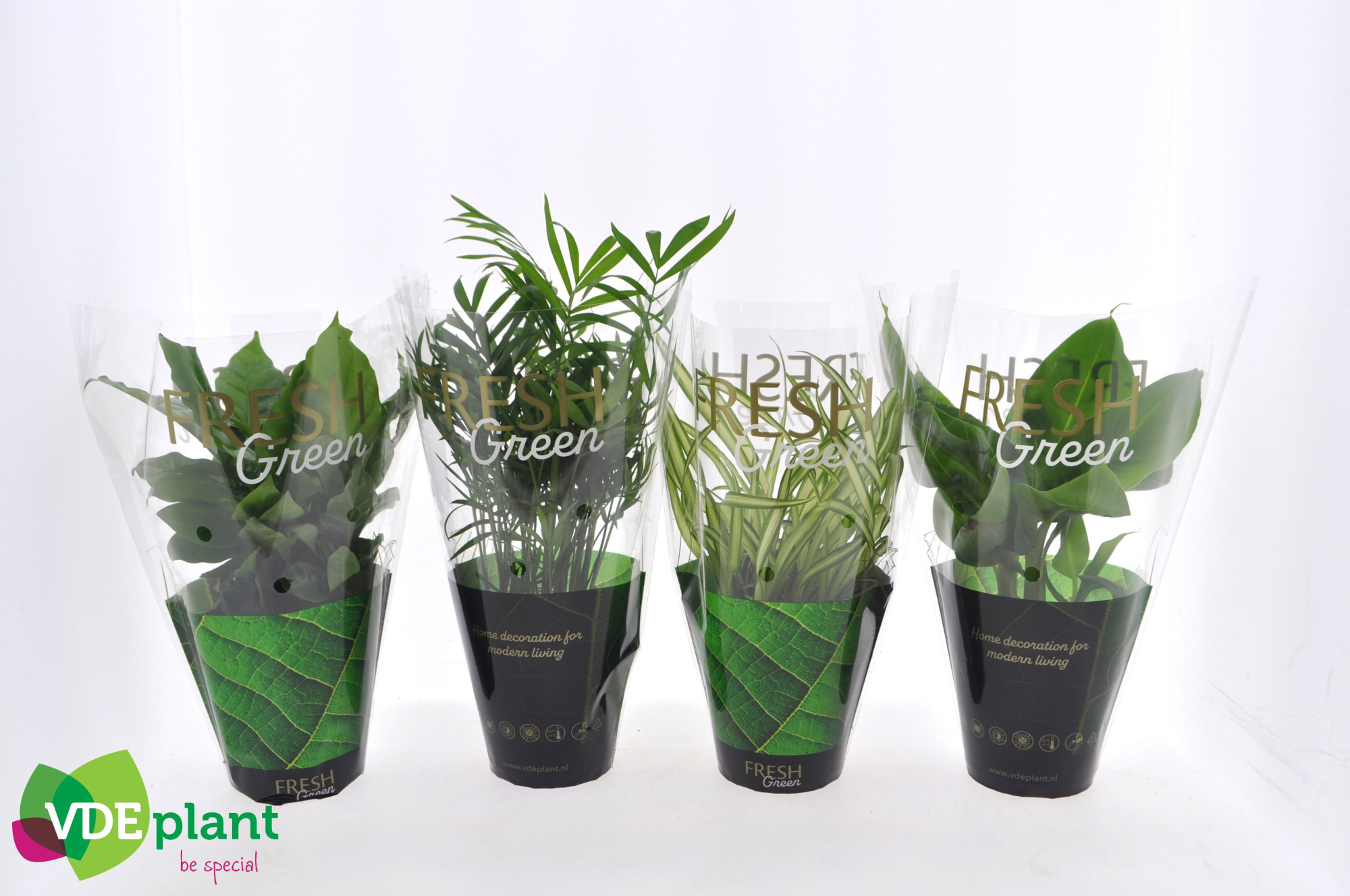 Fresh Green mix 12cm in Fresh Green hoes, D 12