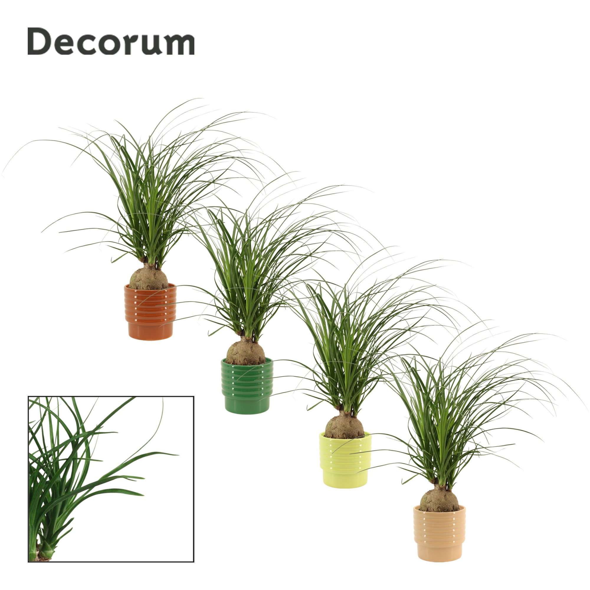 Beaucarnea Bol 12 cm in Naemi (Natural bubble-collection), D 12