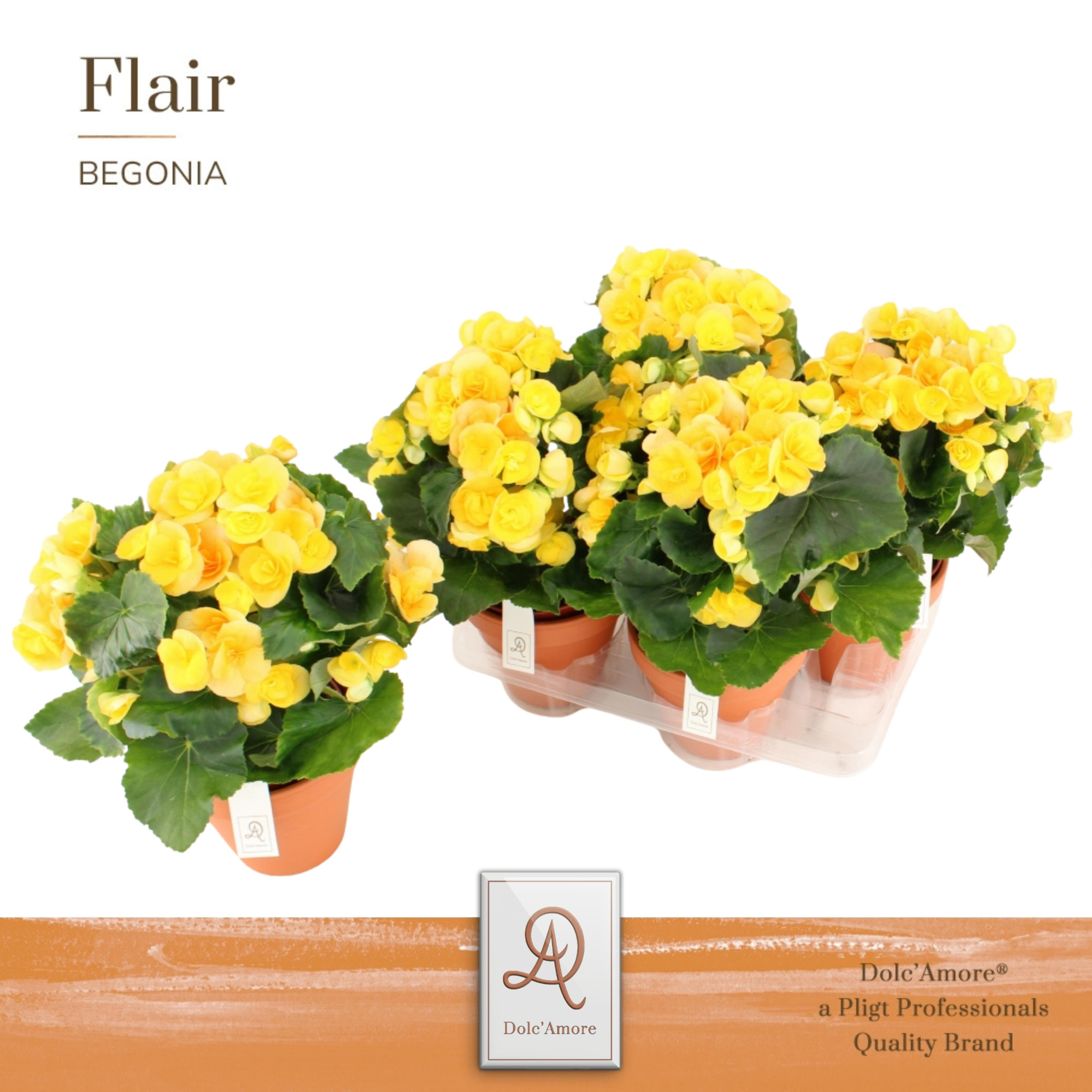 Begonia Nadine P14 Dolc'Amore® Terracotta Keramiek, D 14