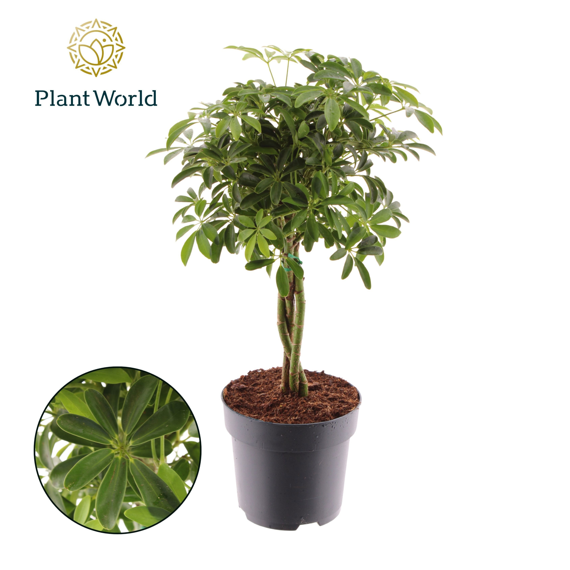 Schefflera Luseana gevlochten stam, D 17