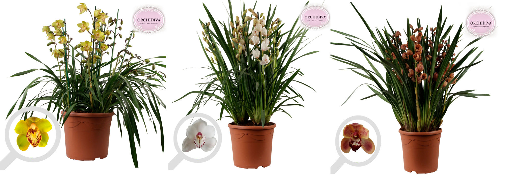 Cymbidium mix 10+ tak getoufd, D 30