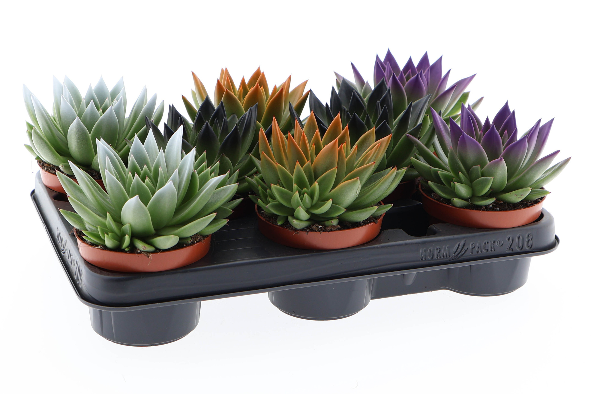 Halloween rainbow tips mix, D 10,5