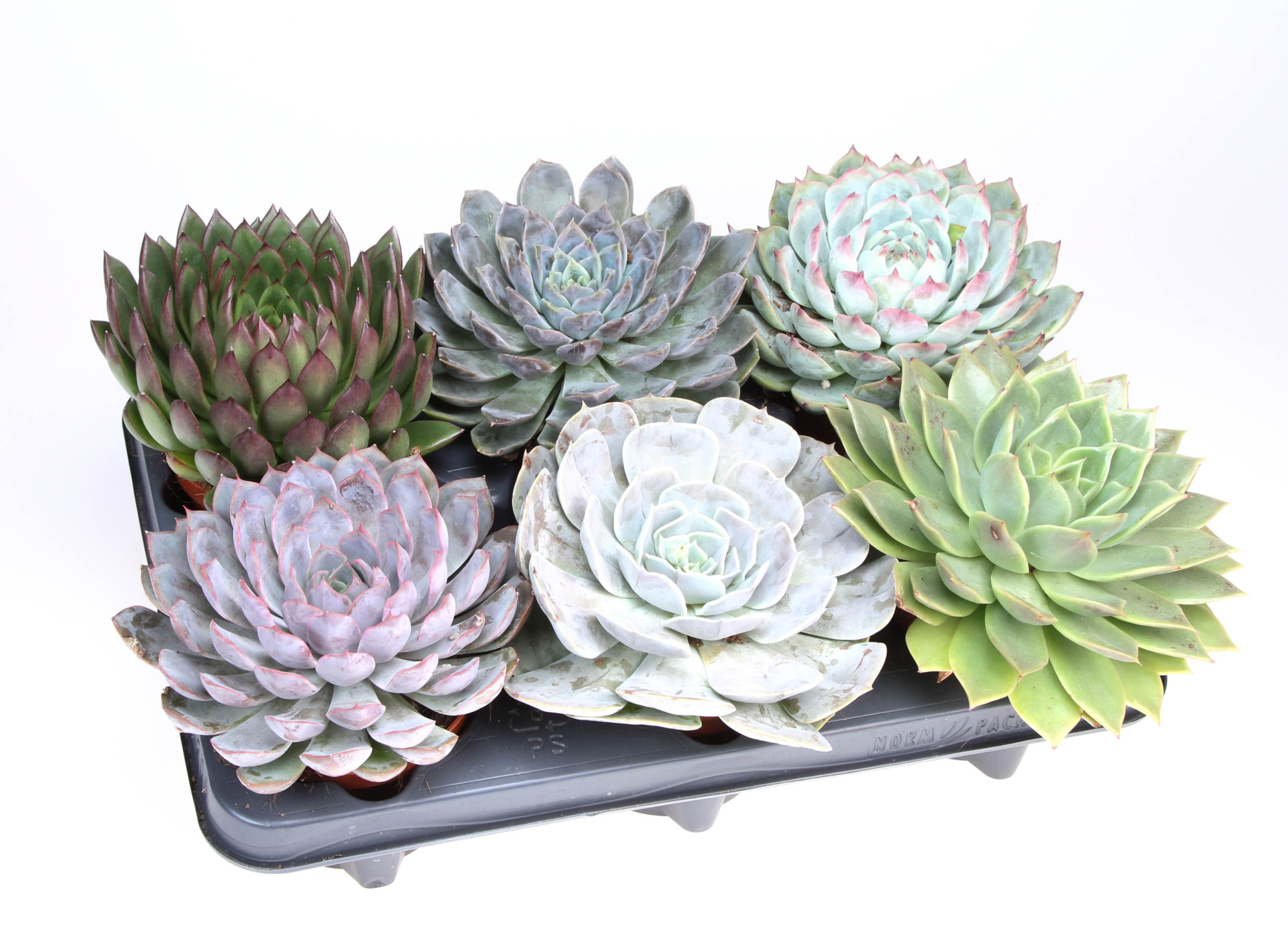 Echeveria mix XL, D 10,5