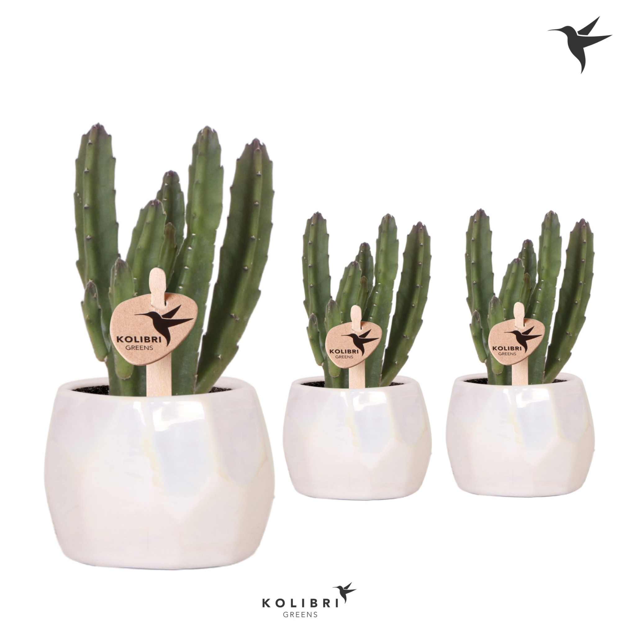 Kolibri Greens Stapelia Leendertziae in Pearl pot travertine, D 6
