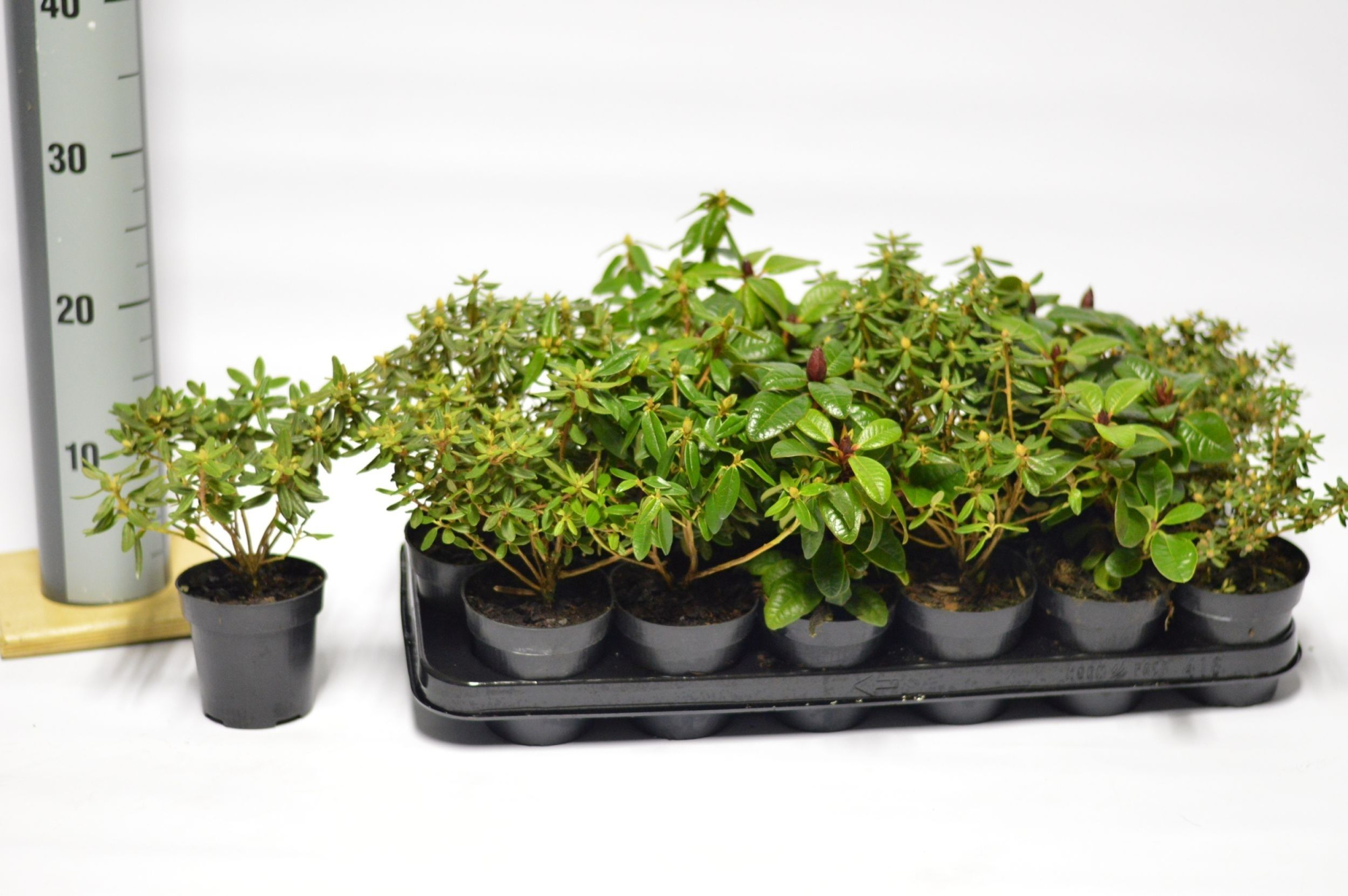 Rhododendron in cultivars, D 9