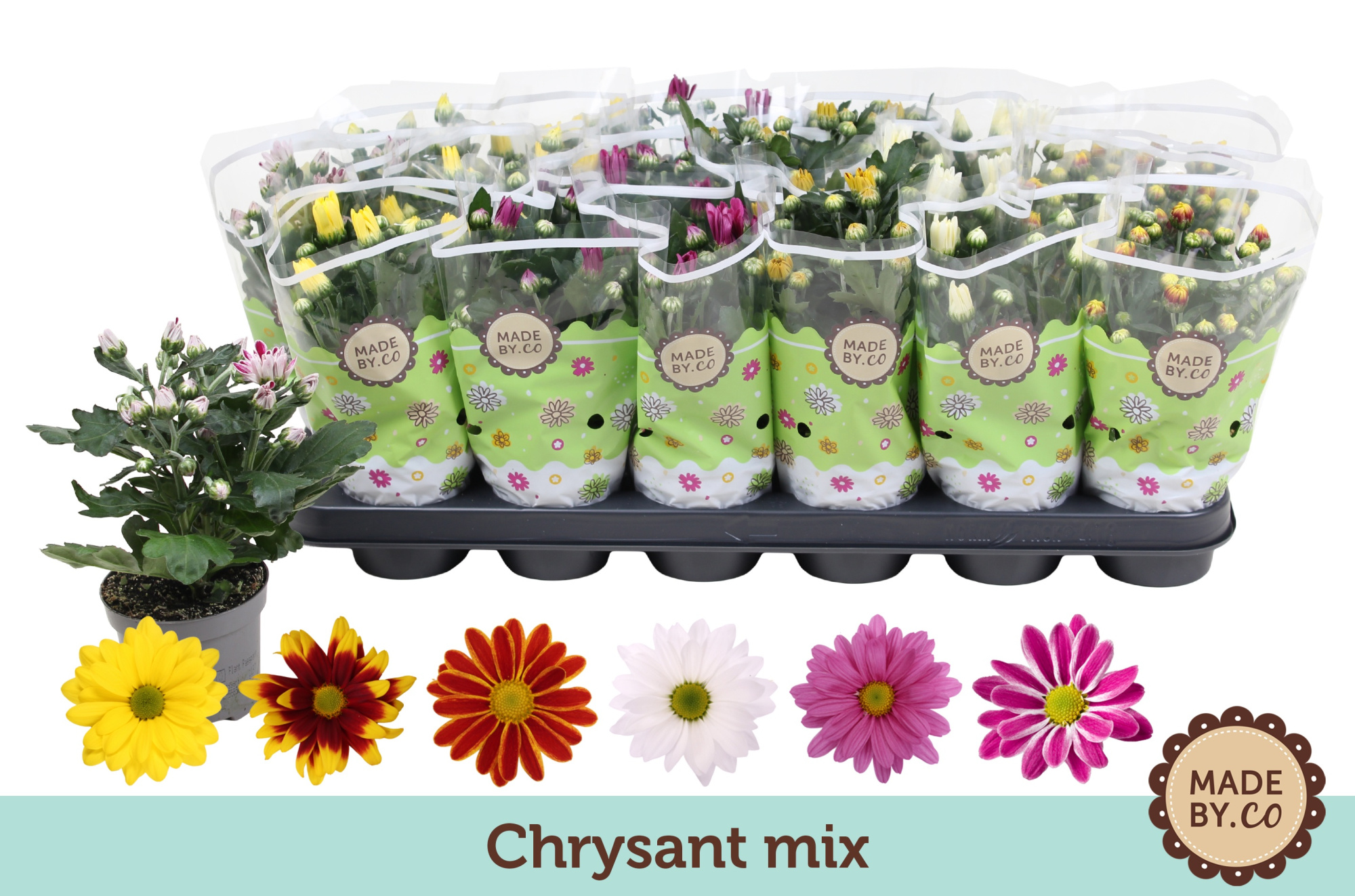Chrysant Mix, D 9