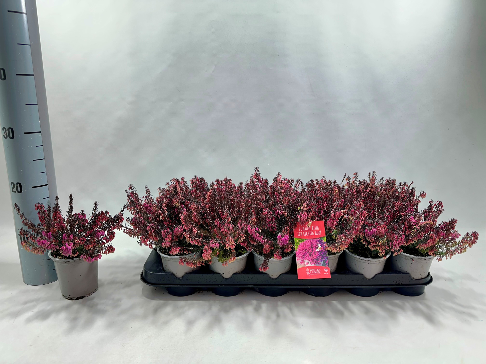 Erica Winter Ladies P9 Rood, D 9