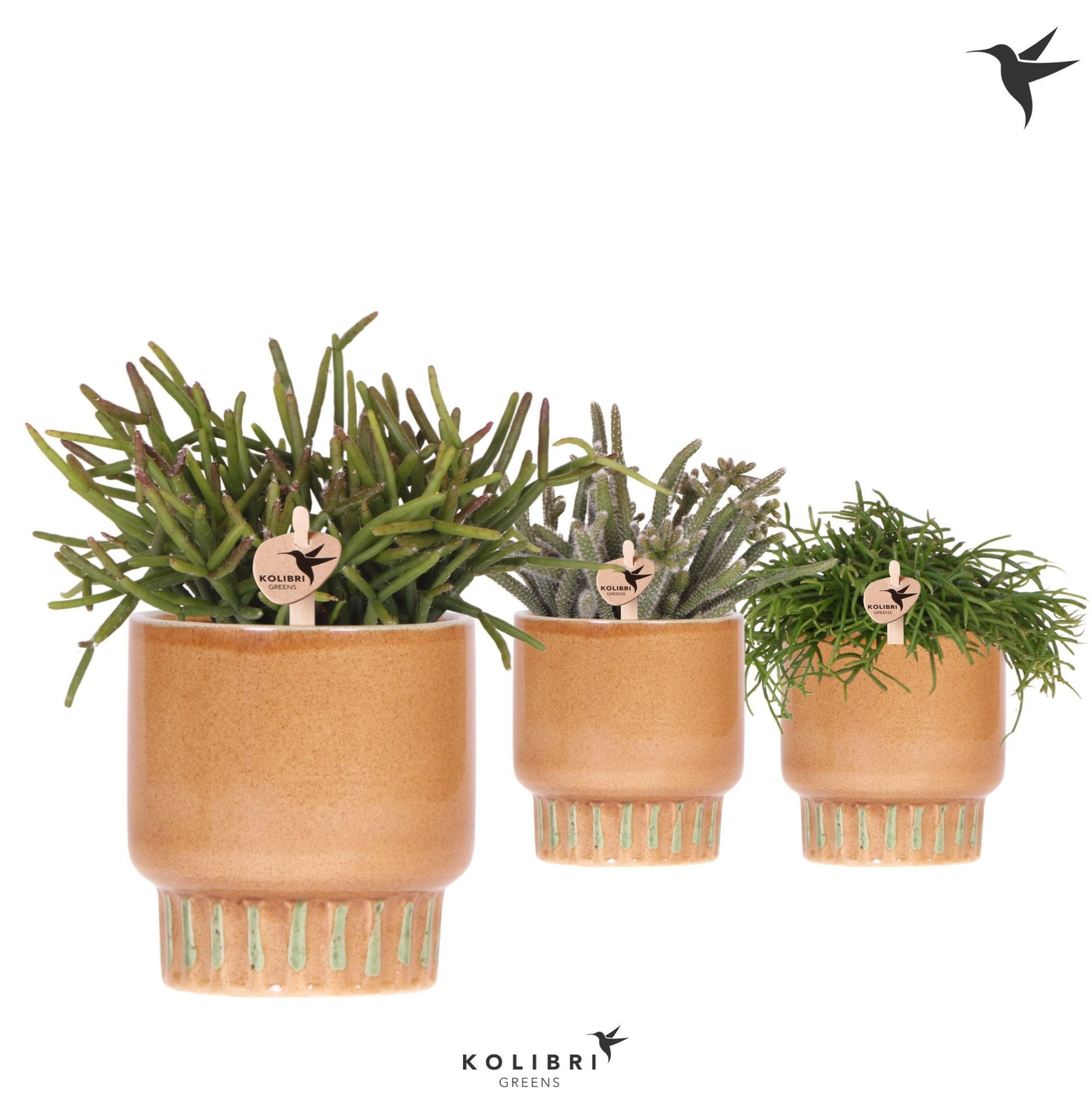 Kolibri Greens Rhipsalis mix in Bold pot cognac, D 9