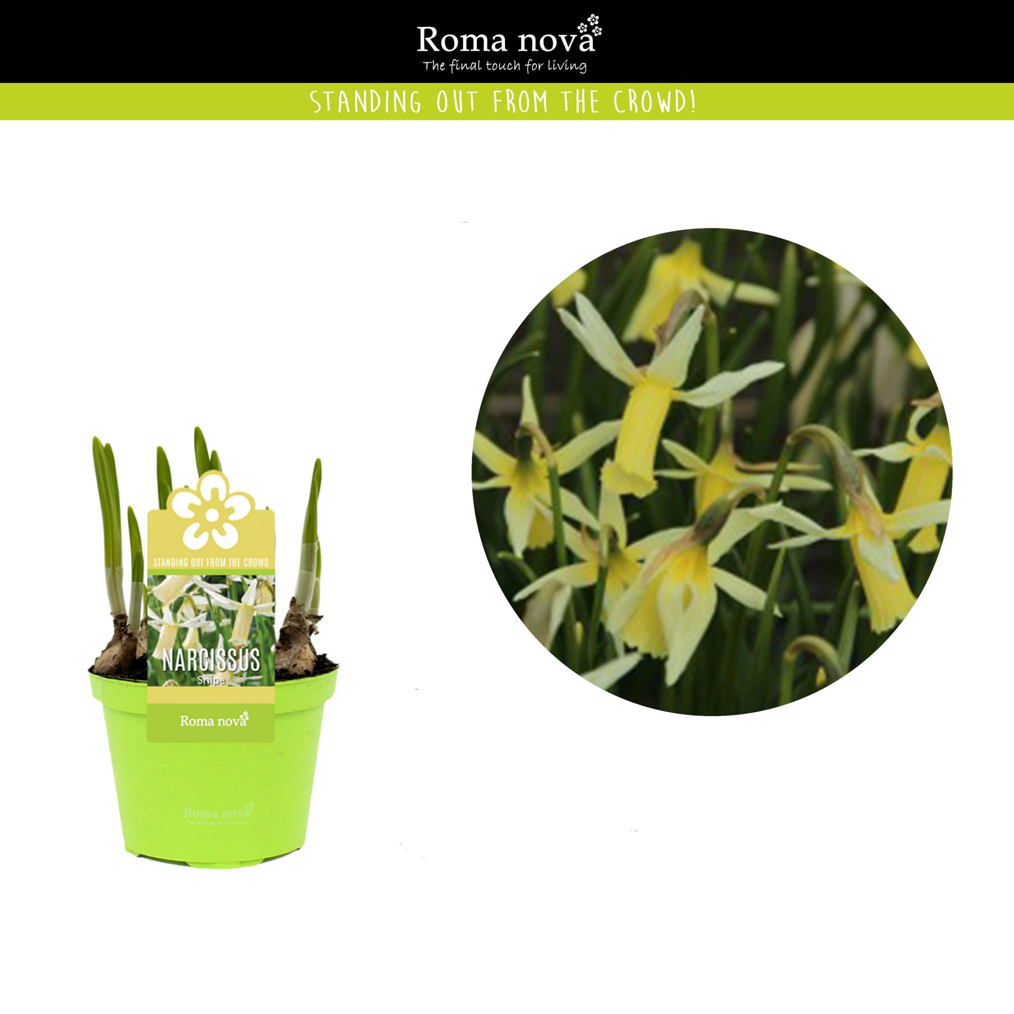 Narcissus Snipe 9cm, D 9