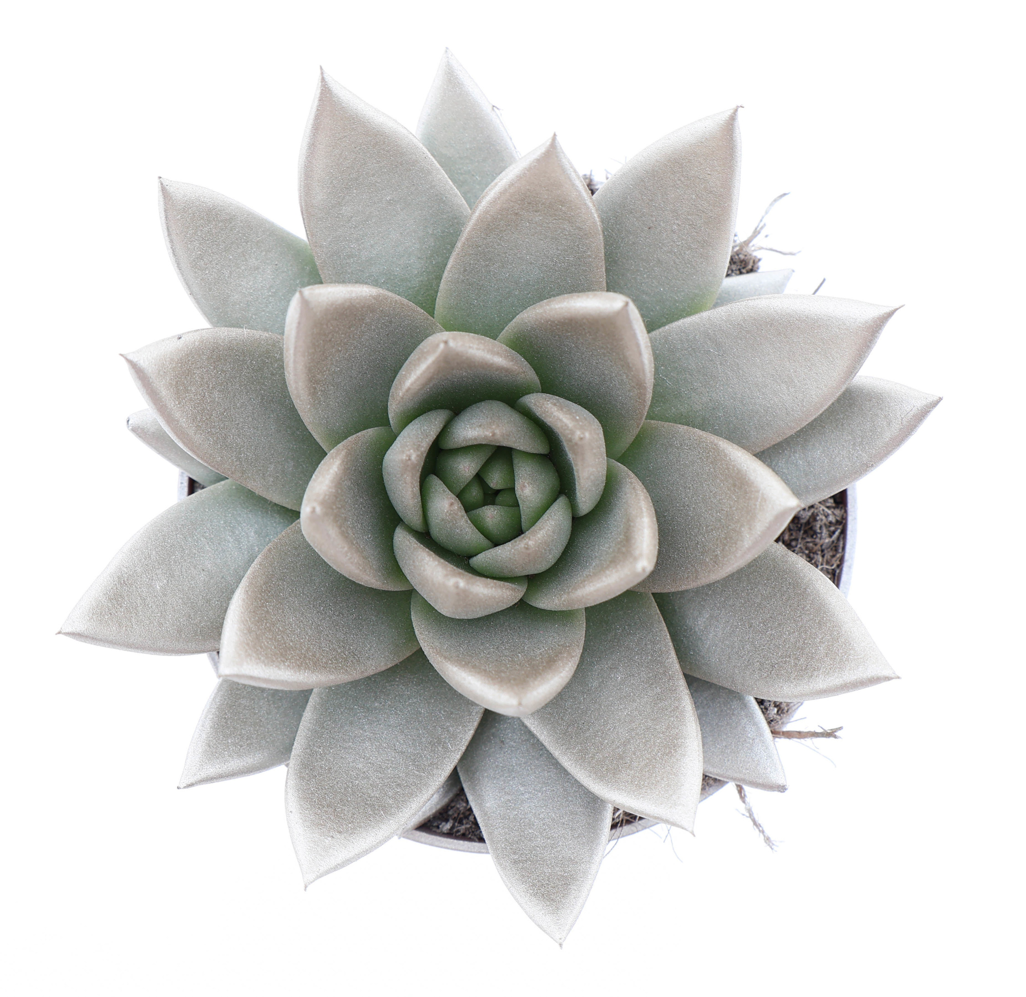 Rainbow champagne, D 10,5