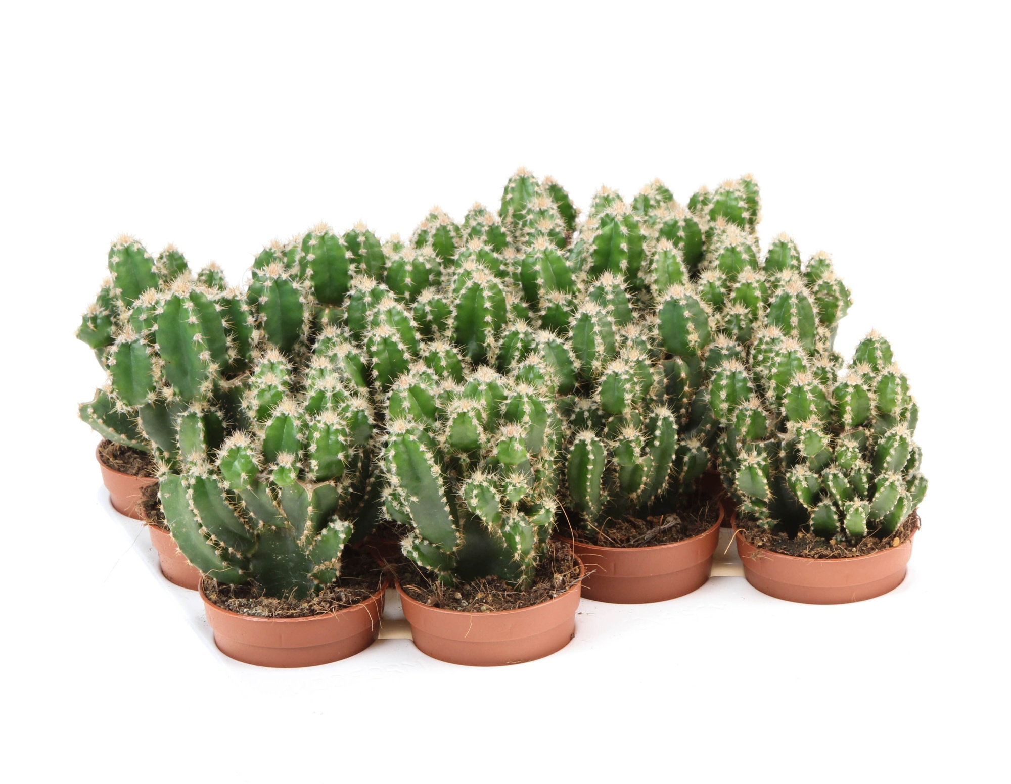 Cereus Florida, D 6,5