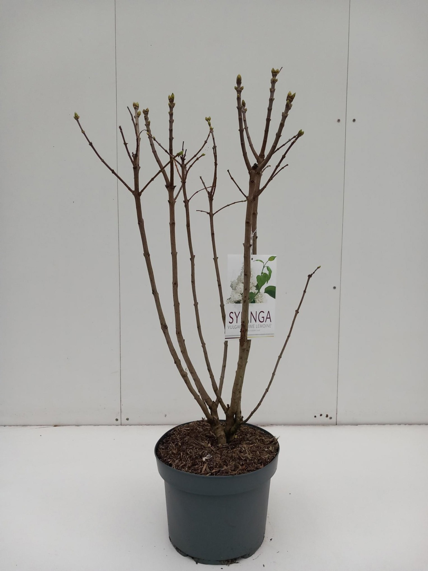 Syringa Mme. Lemoine, D 29