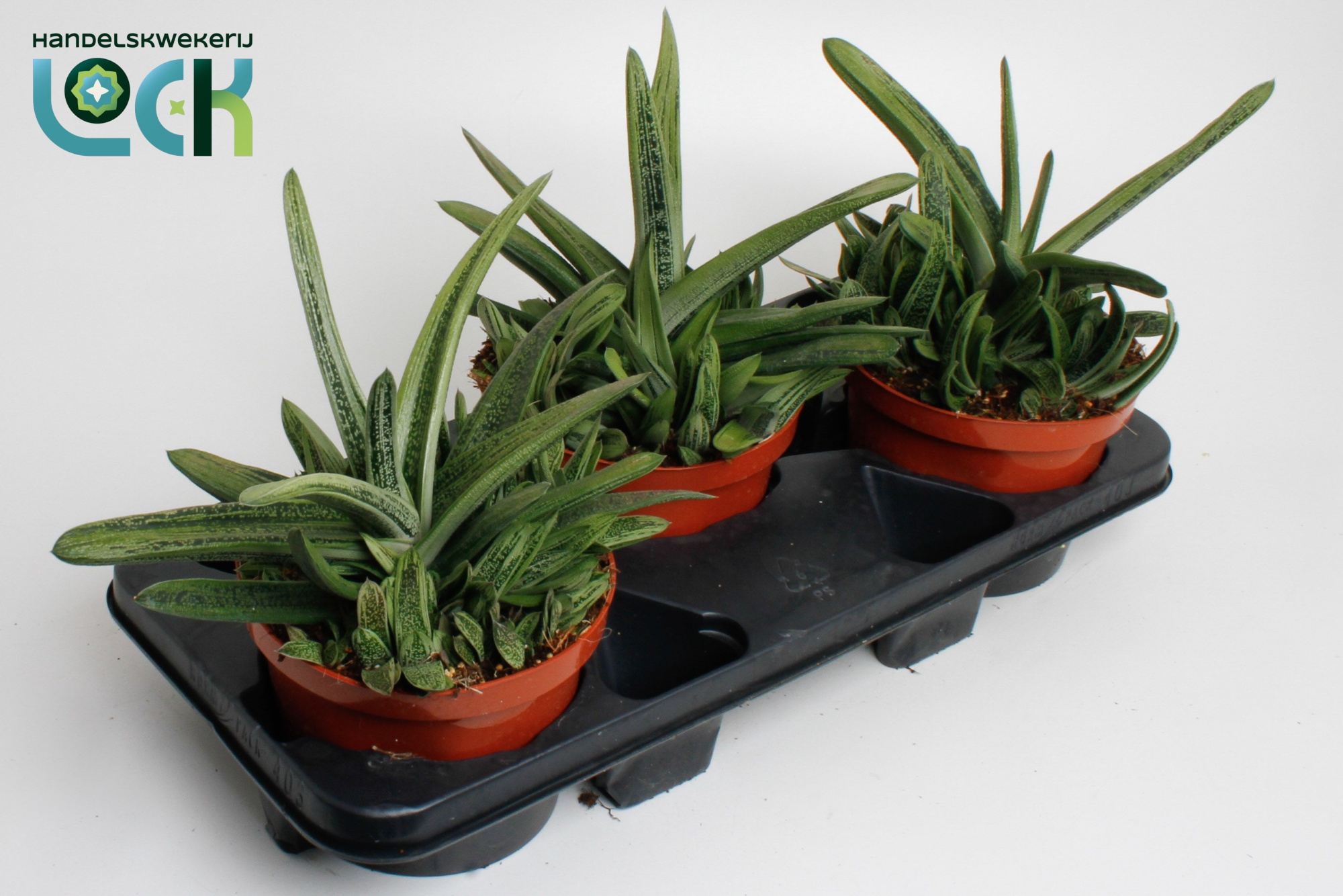 Gasteria Littele Worthy, D 17