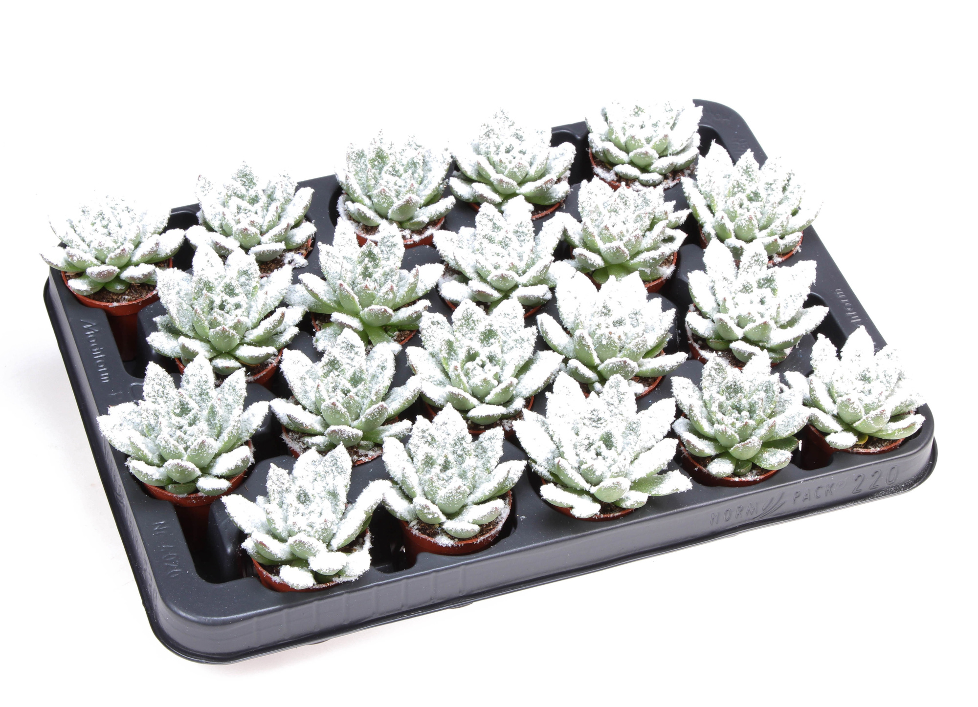 Miranda + bio snow, D 5,5