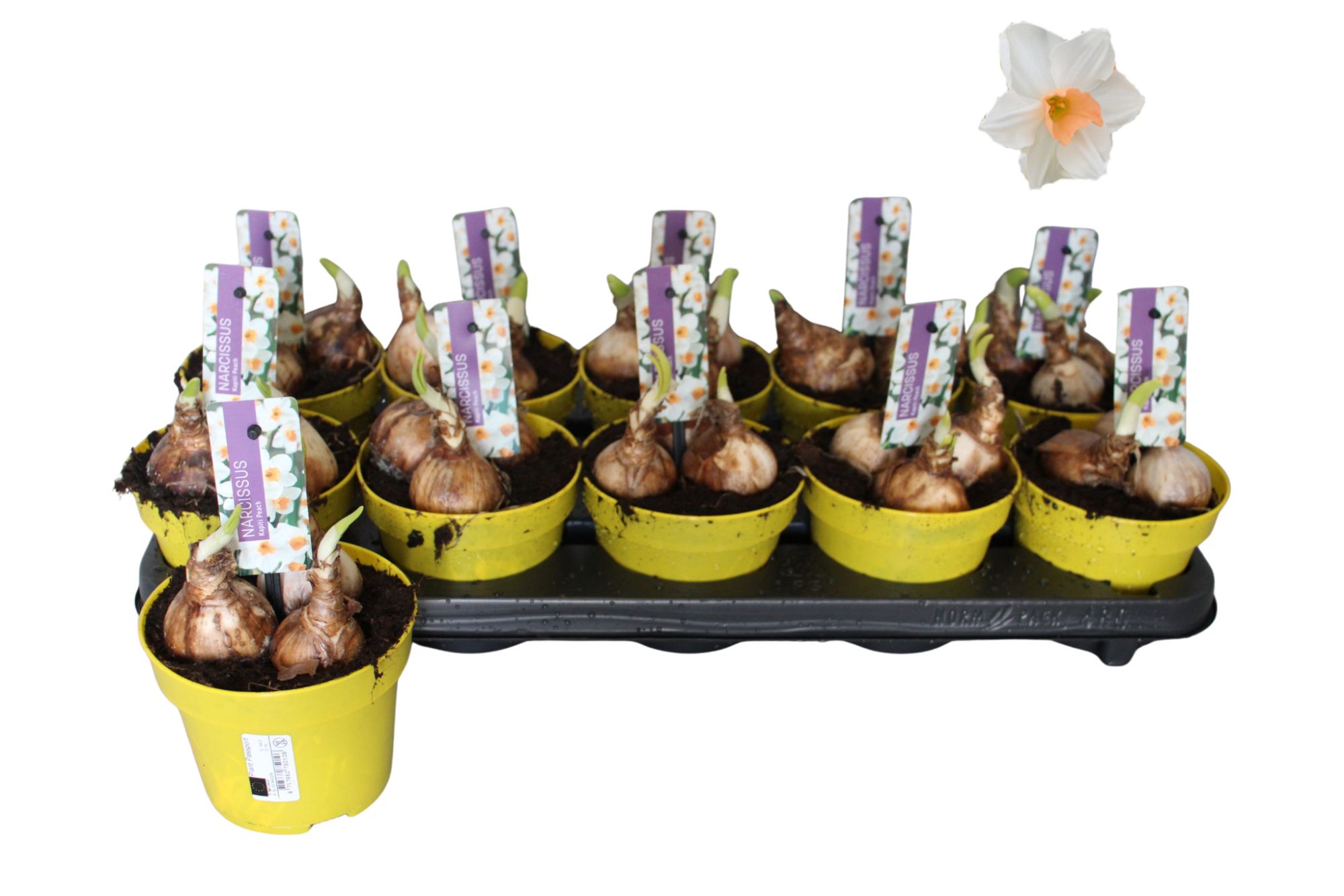 Narcissus P12 Kapiti Peach, D 12