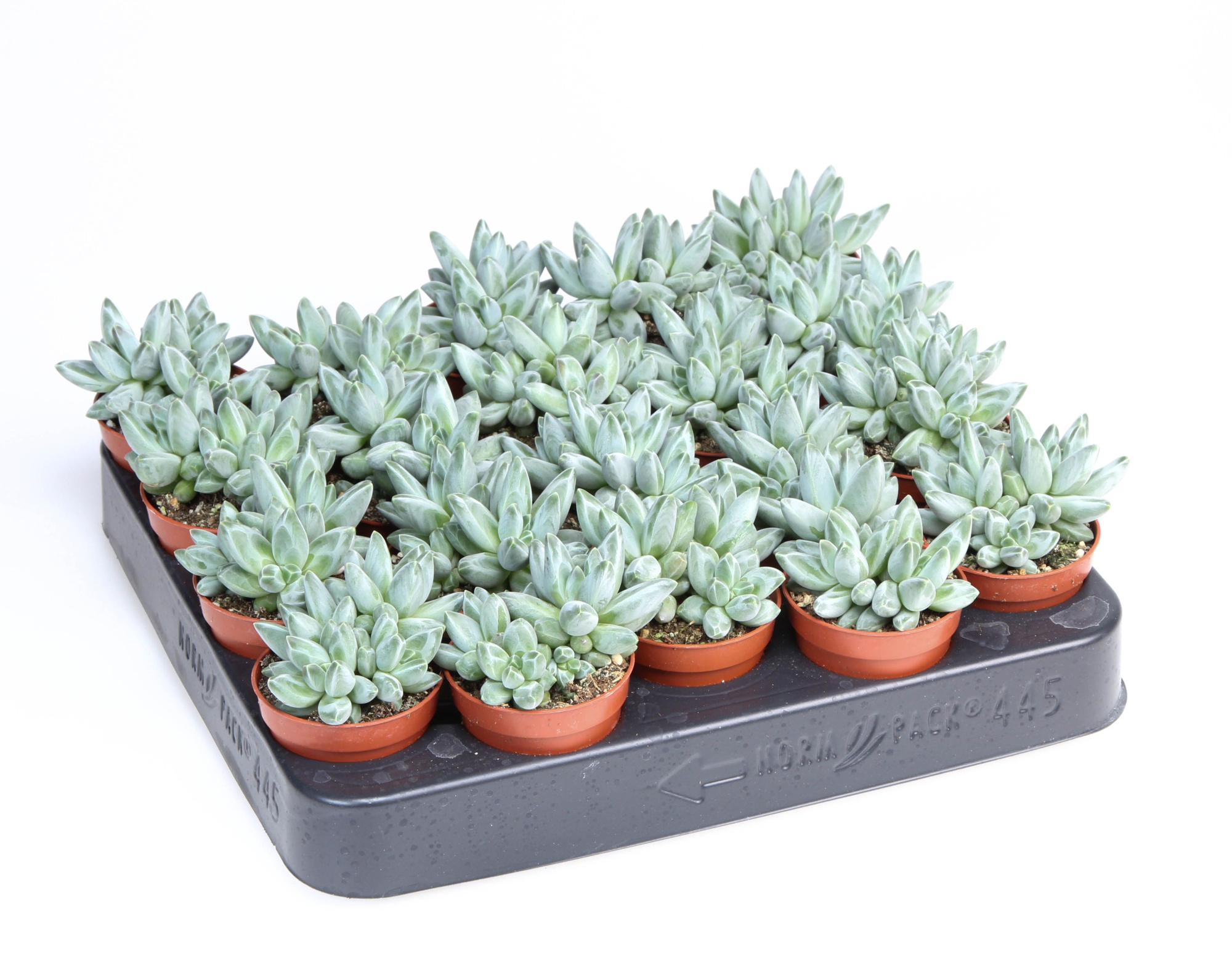 Pachyphytum Compactum, D 5,5