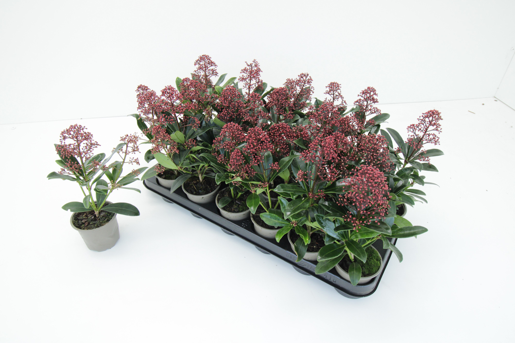 Skimmia Japonica Rubella 1-2 (9 cm), D 9