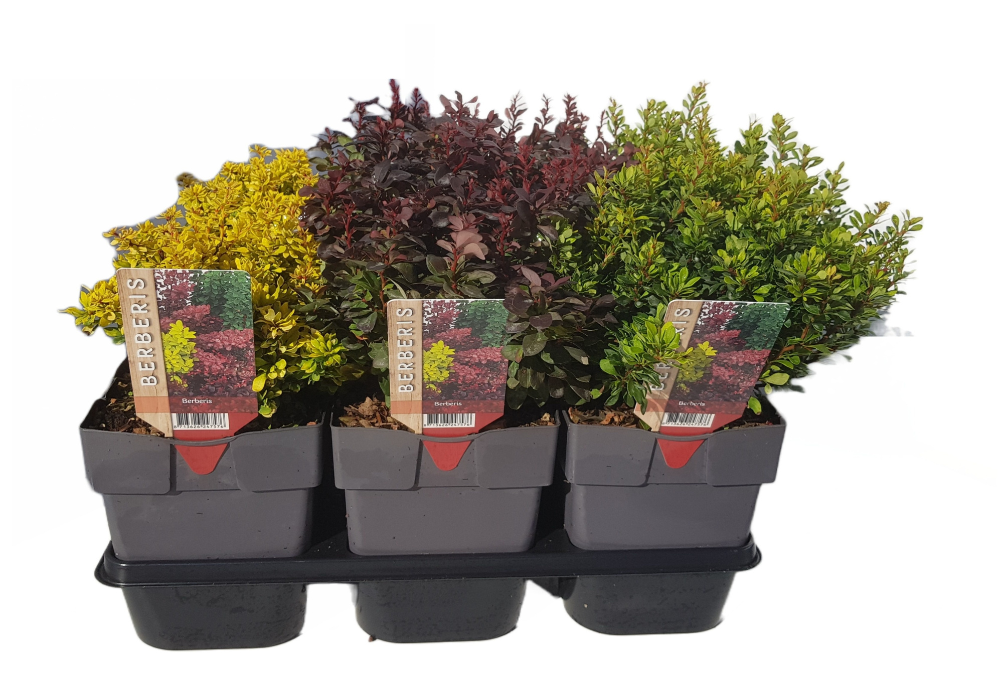 Berberis thunbergii mix P17, D 17