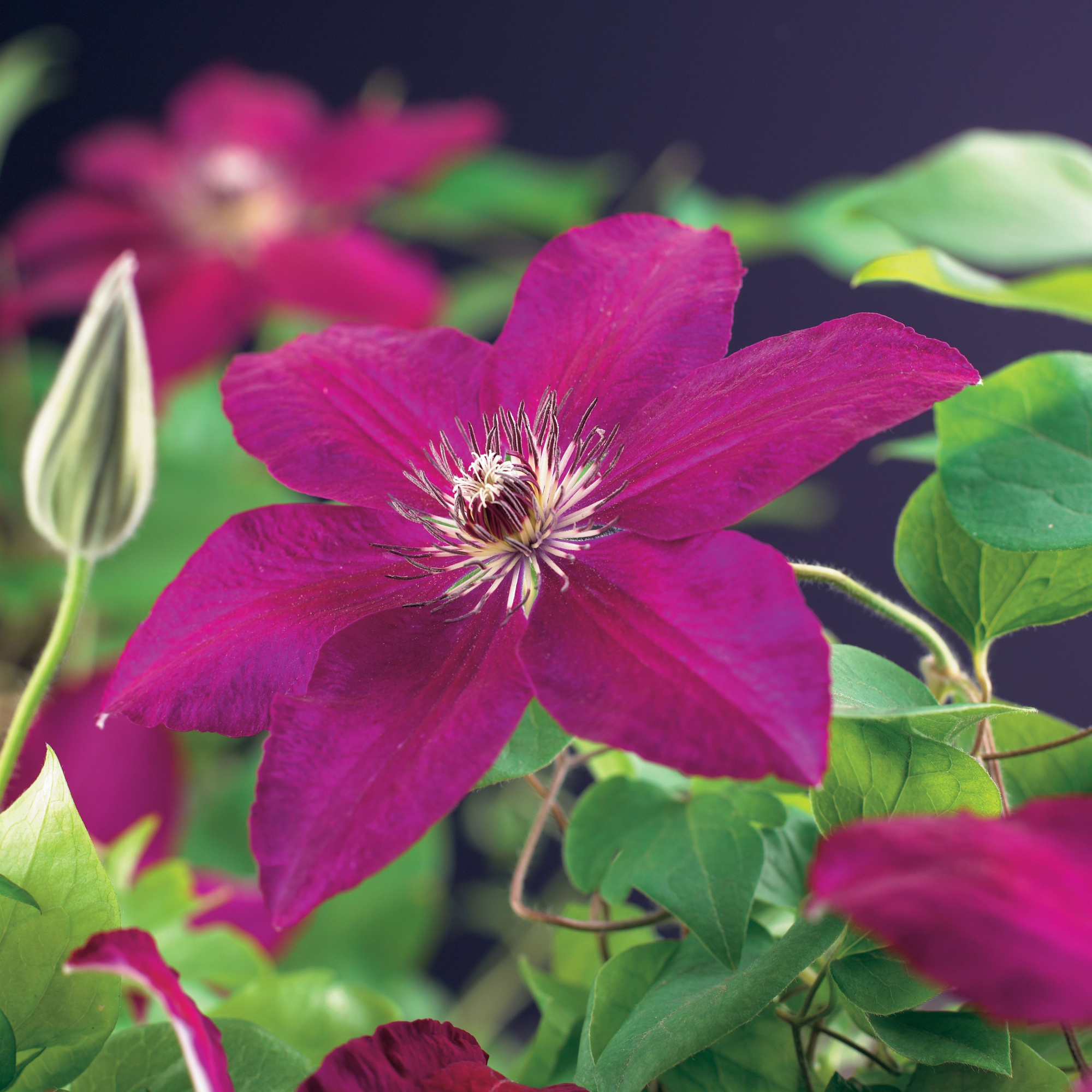 Clematis 'Westerplatte' +3.0 label, D 11