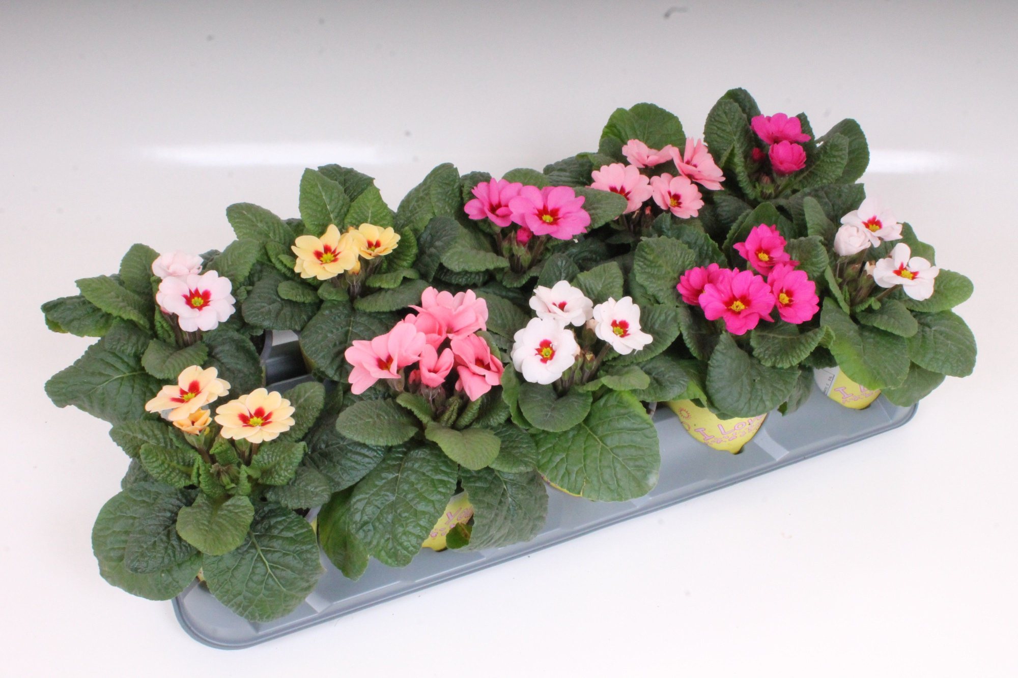Primula ILY Specials - RAESberry Mix, D 11