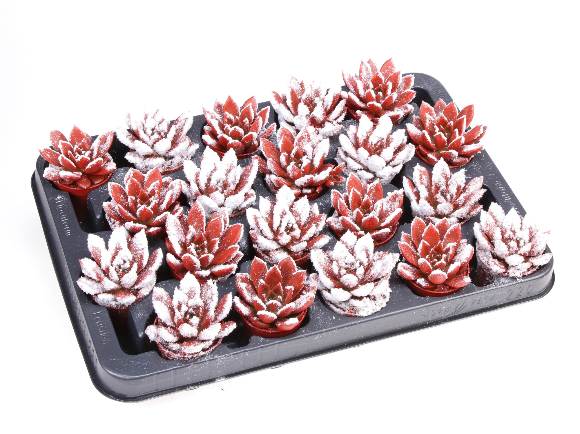 Miranda snowy + bio snow, D 5,5