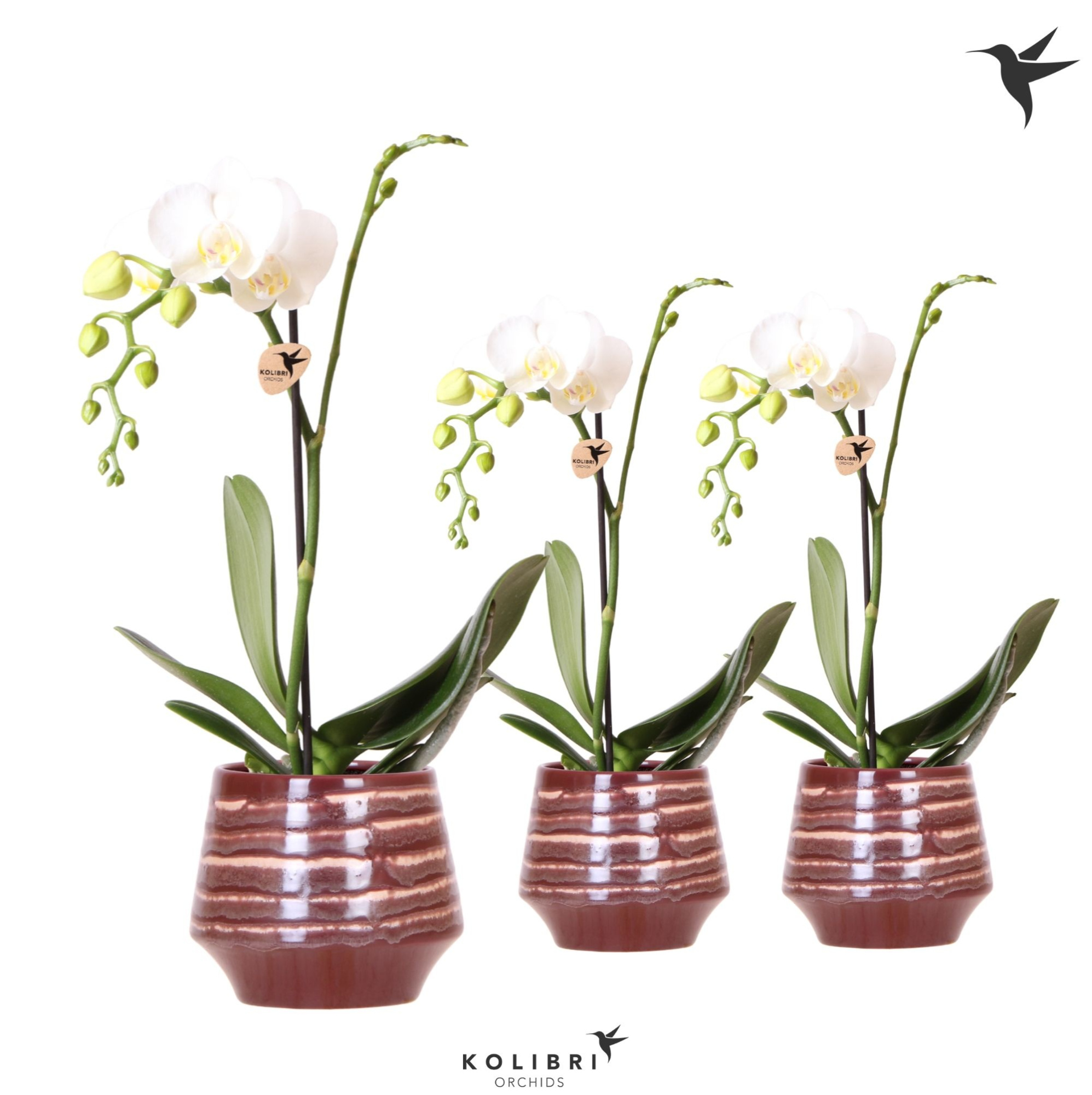 Kolibri Orchids Phalaenopsis white 1 spike in Moonstone pot red, D 9