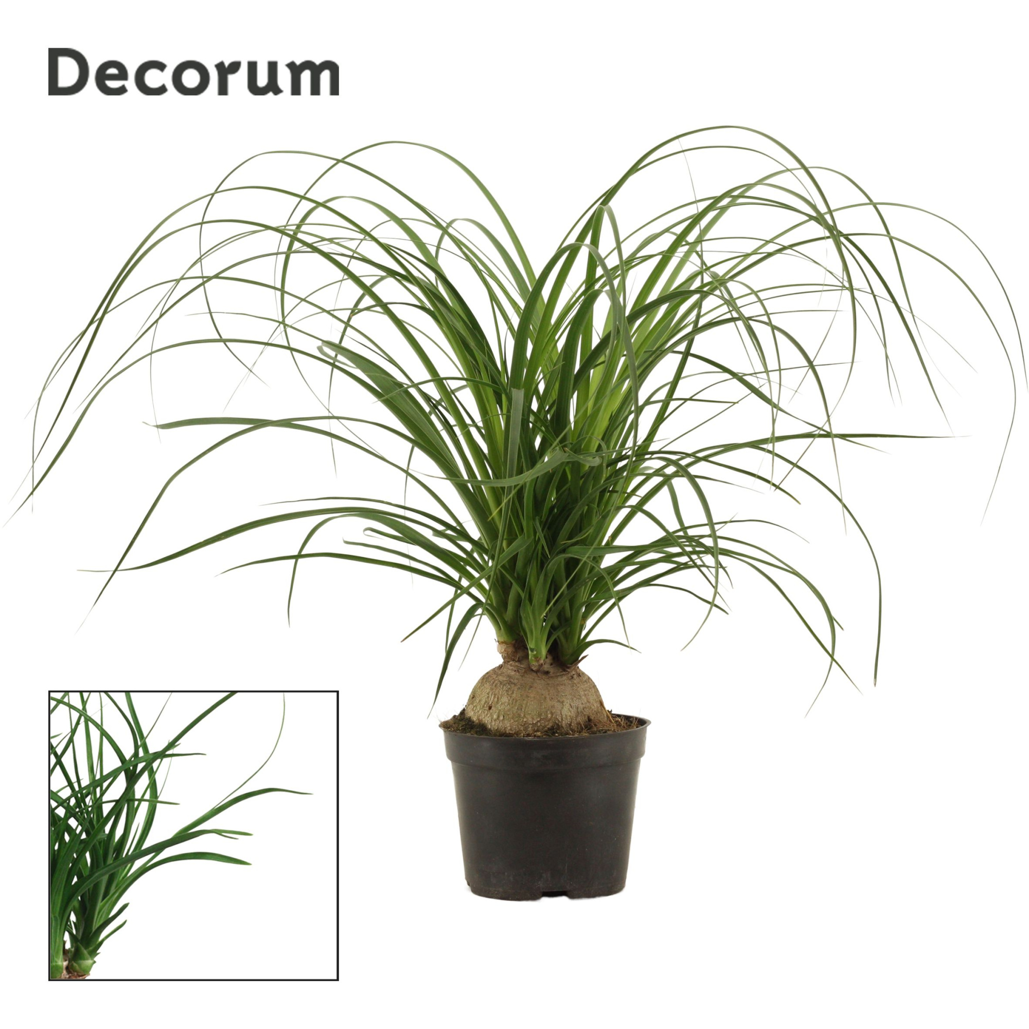 Beaucarnea Bol 14 cm (Decorum), D 14