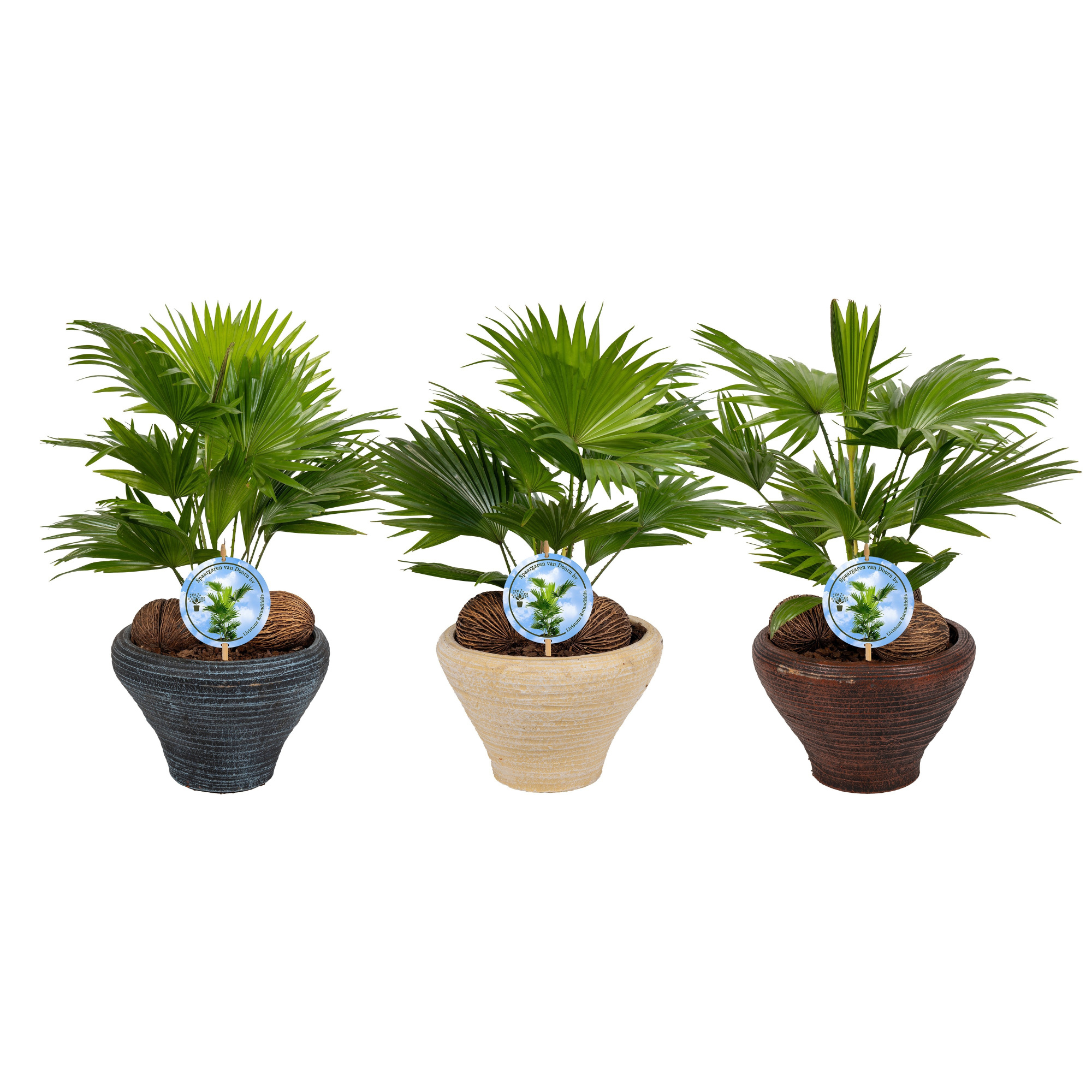 Livistona nr 6 hoedje mix schalen Aspd, D 26