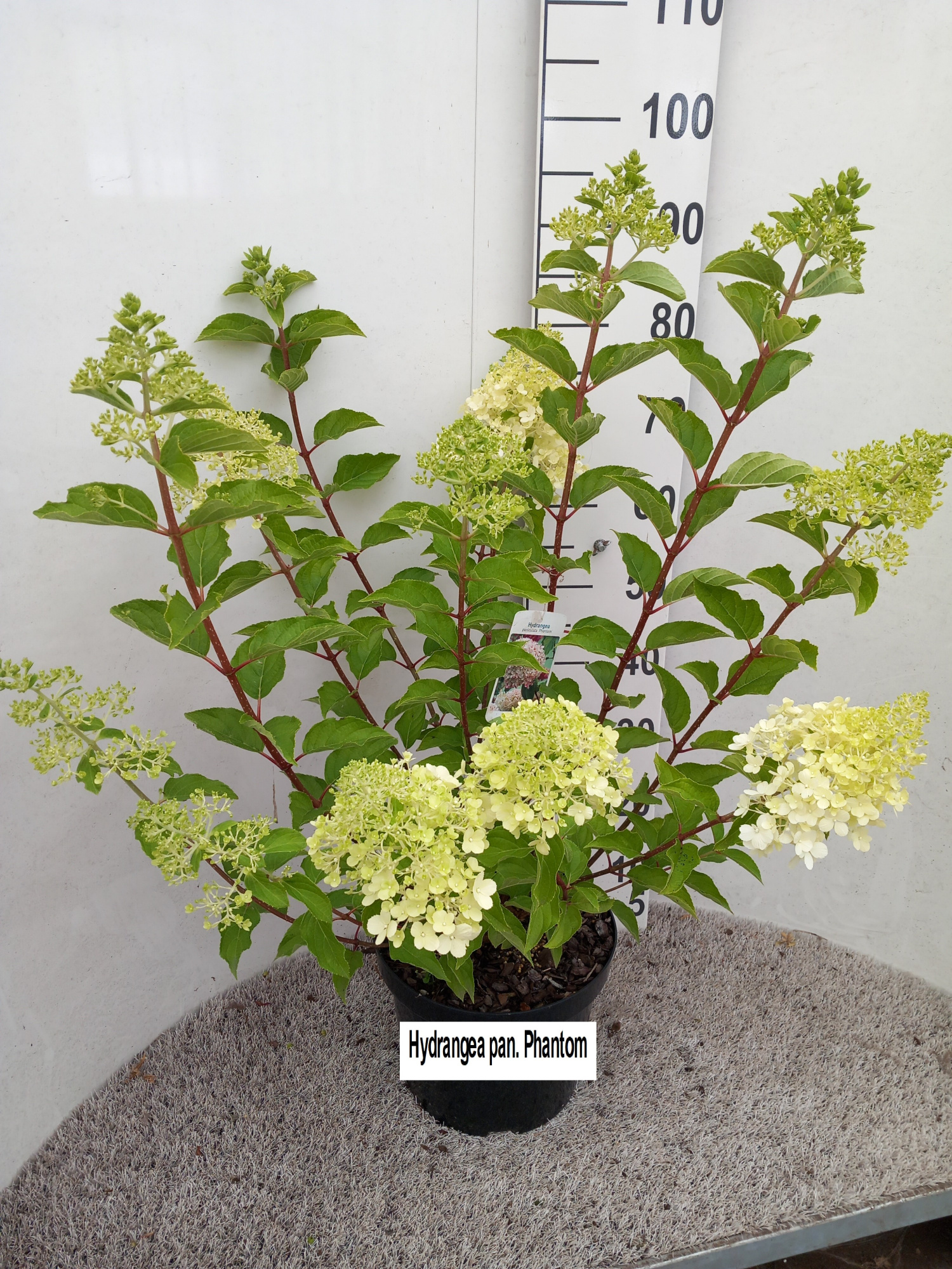 Hydrangea pan. Phantom 50-60 cm struik P26 C7,5, D 26