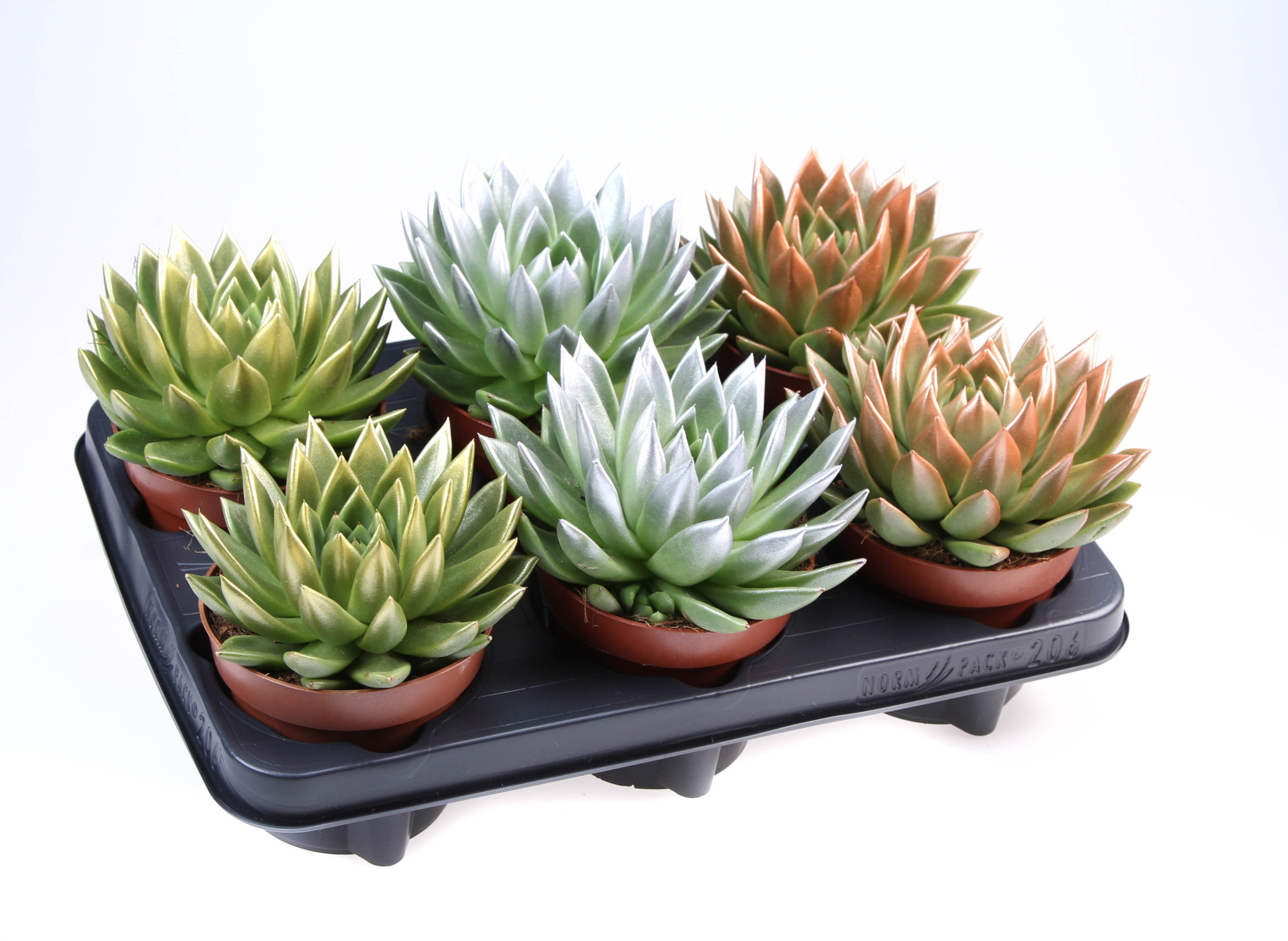 Miranda kerstmix tips, D 12