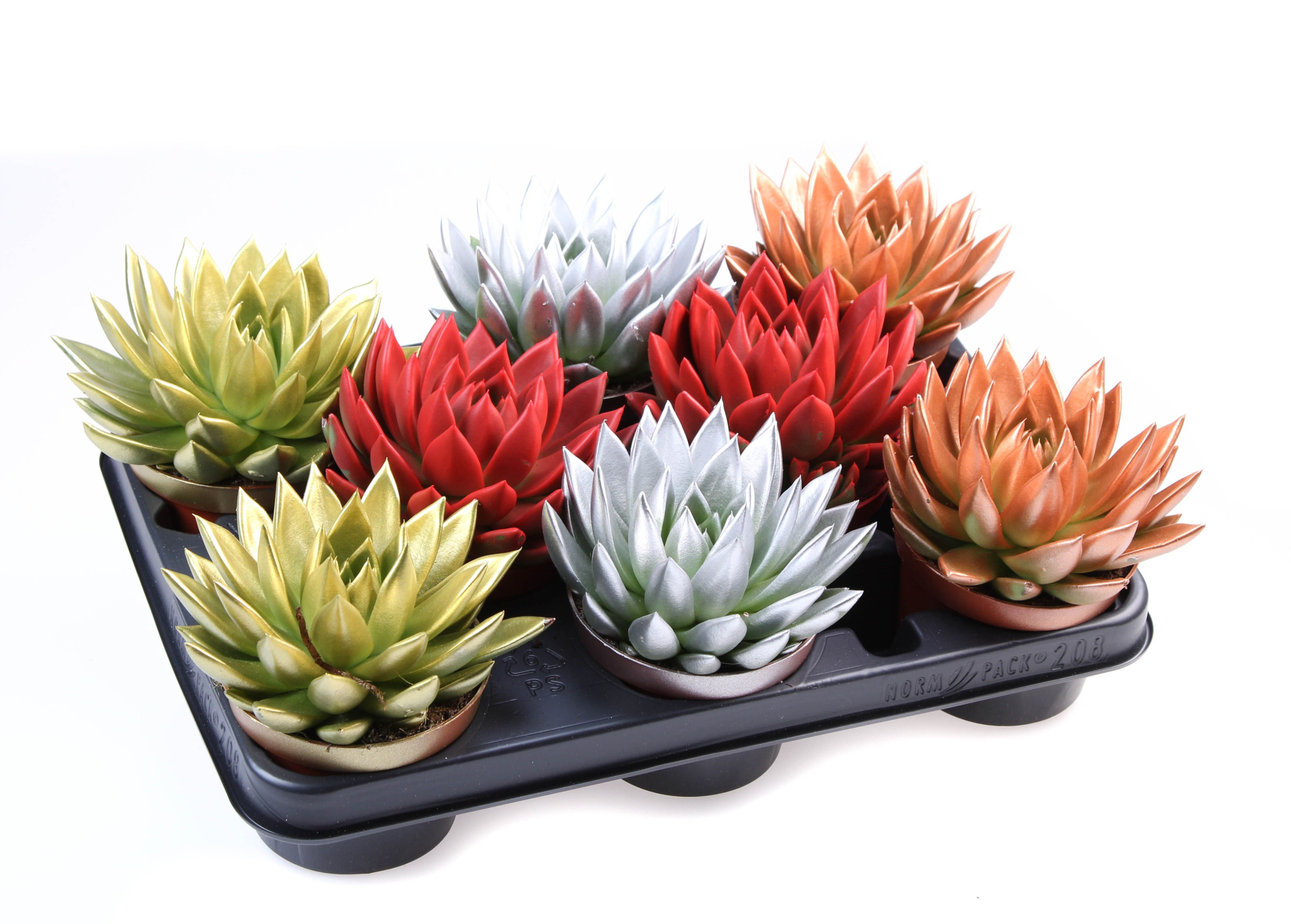 Rainbow kerstmix, D 10,5