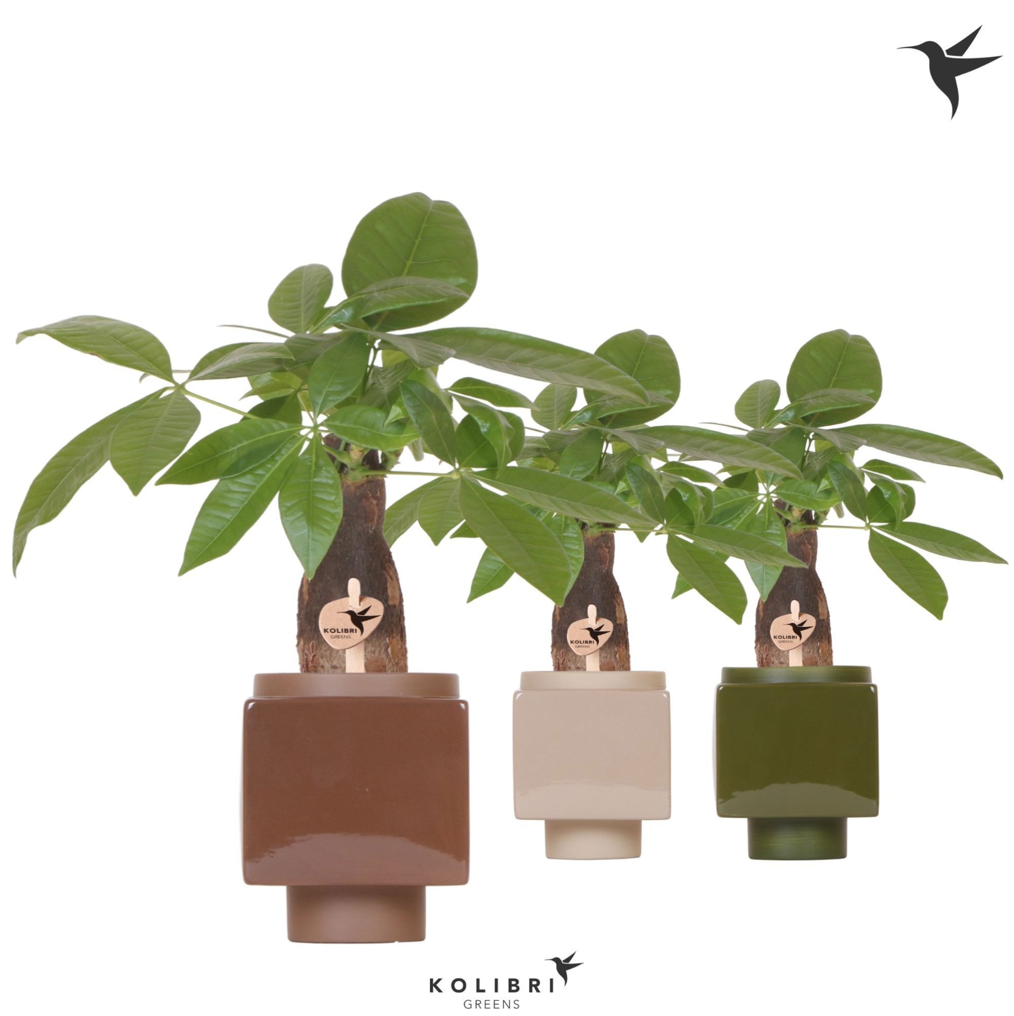 Kolibri Greens Pachira in Cube pot mix, D 9