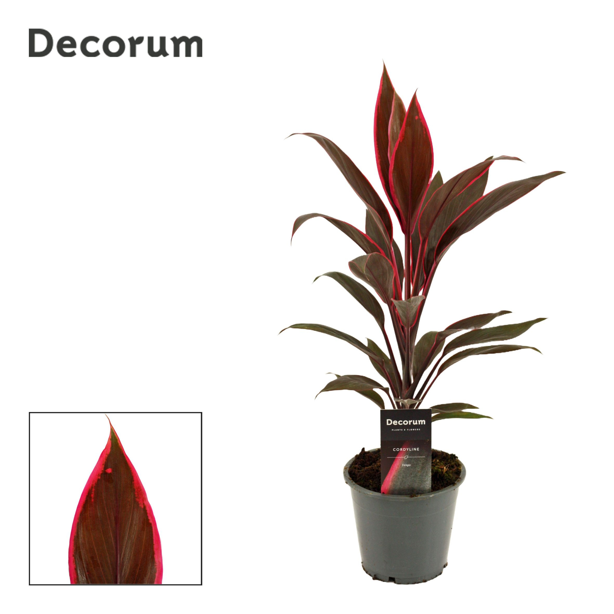 Cordyline Tango 12 cm ( Decorum ), D 12