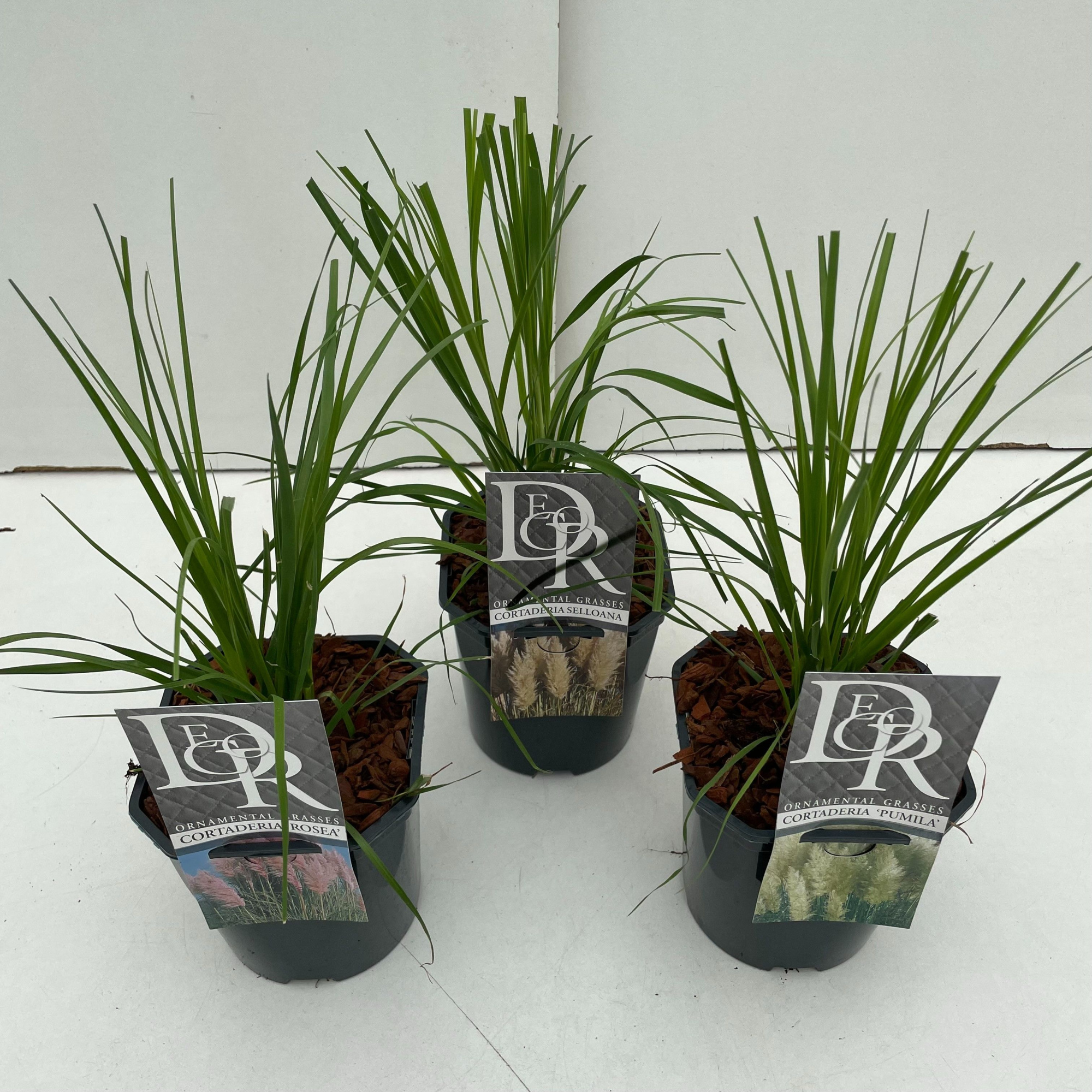 Cortaderia sell. mix, D 17