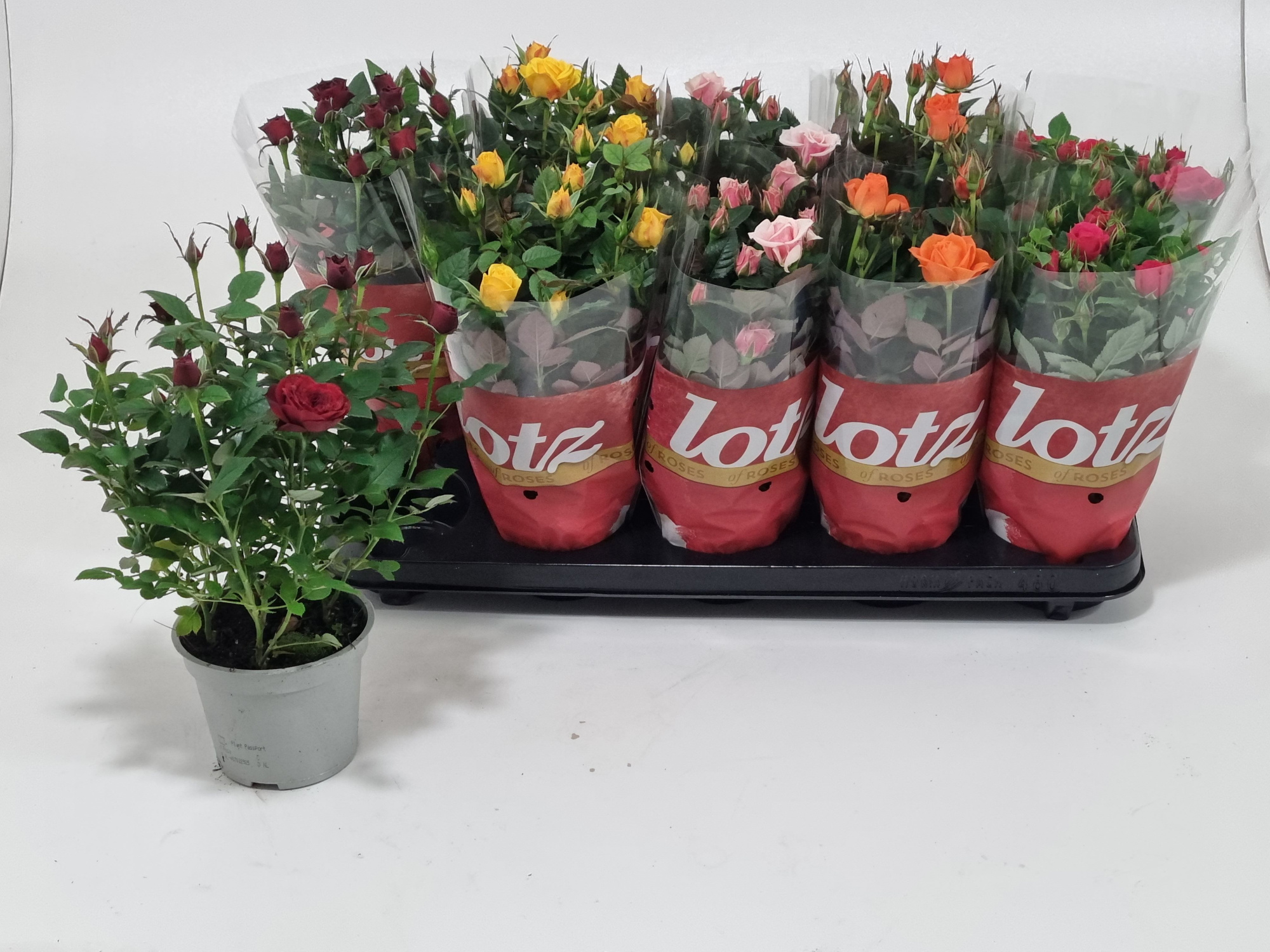 Rosa 12 cm Lotz of Roses Jewel Mix Five Colours, D 12