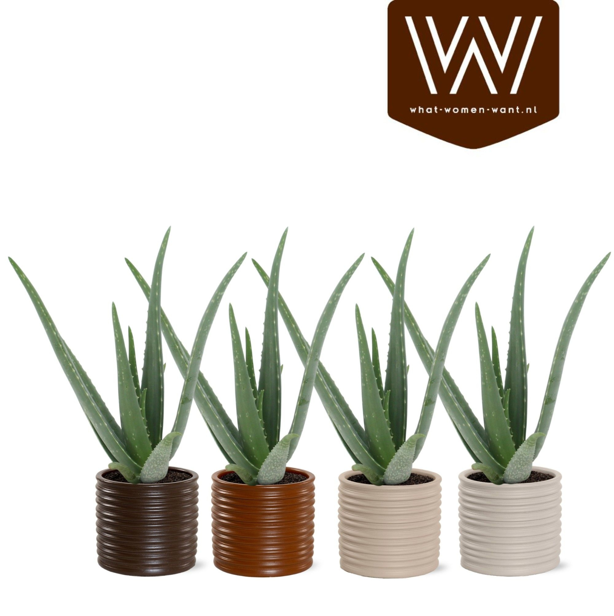 Aloe Vera P10,5 Holly - Coffee Blend, D 12,5