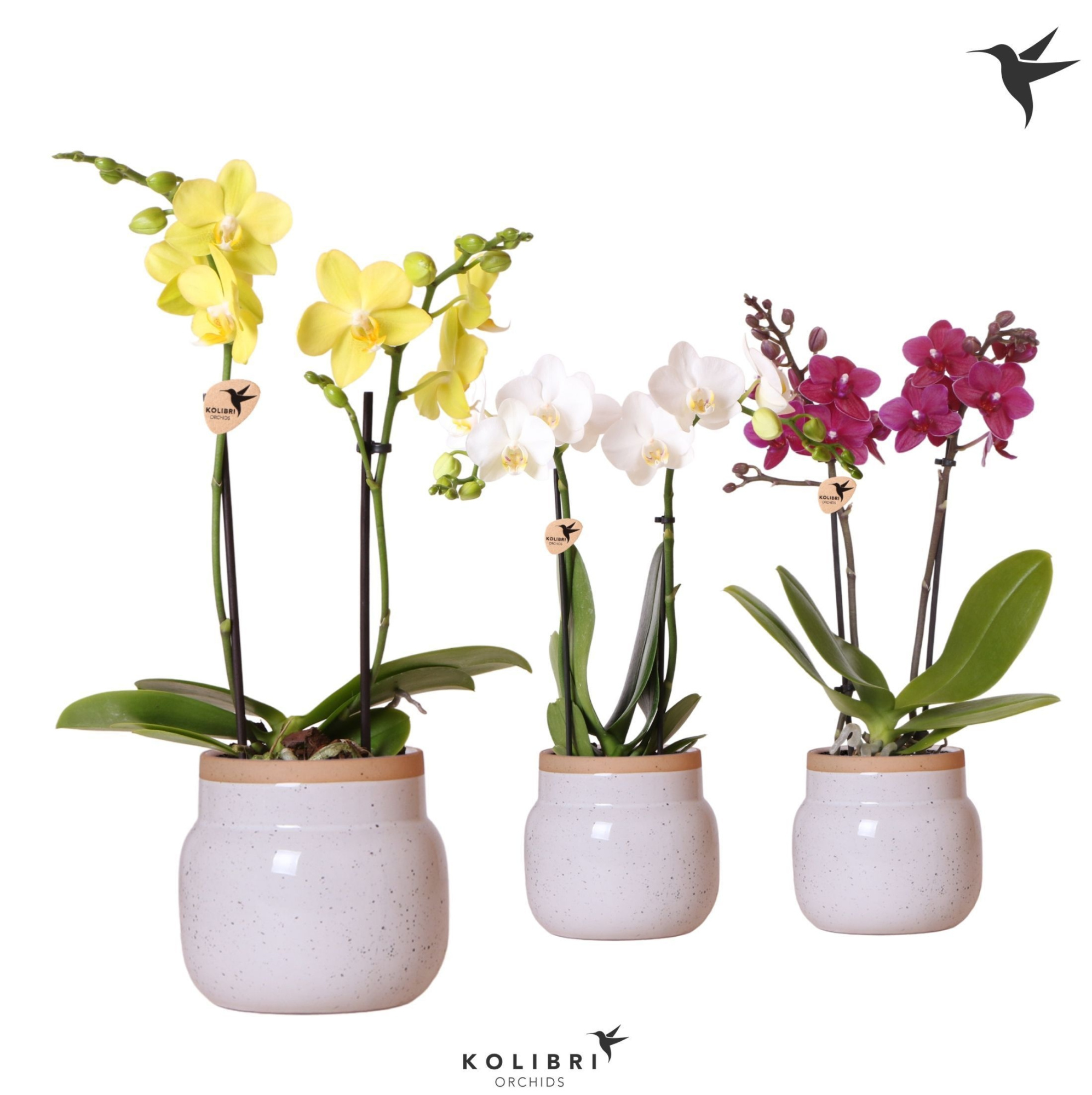 Kolibri Orchids Phalaenopsis mix 2 spike in Vintage Bowl white, D 9