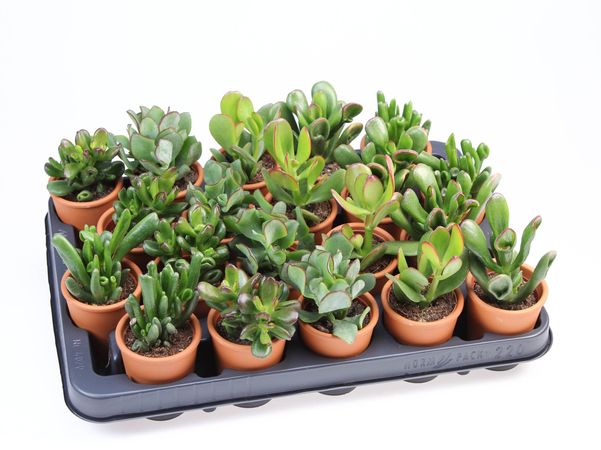Crassula mix in Rozenpot, D 5,5