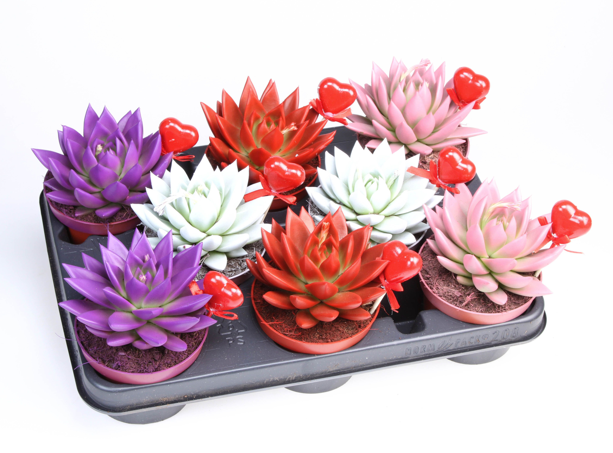 Miranda rainbow + hartje, D 10,5