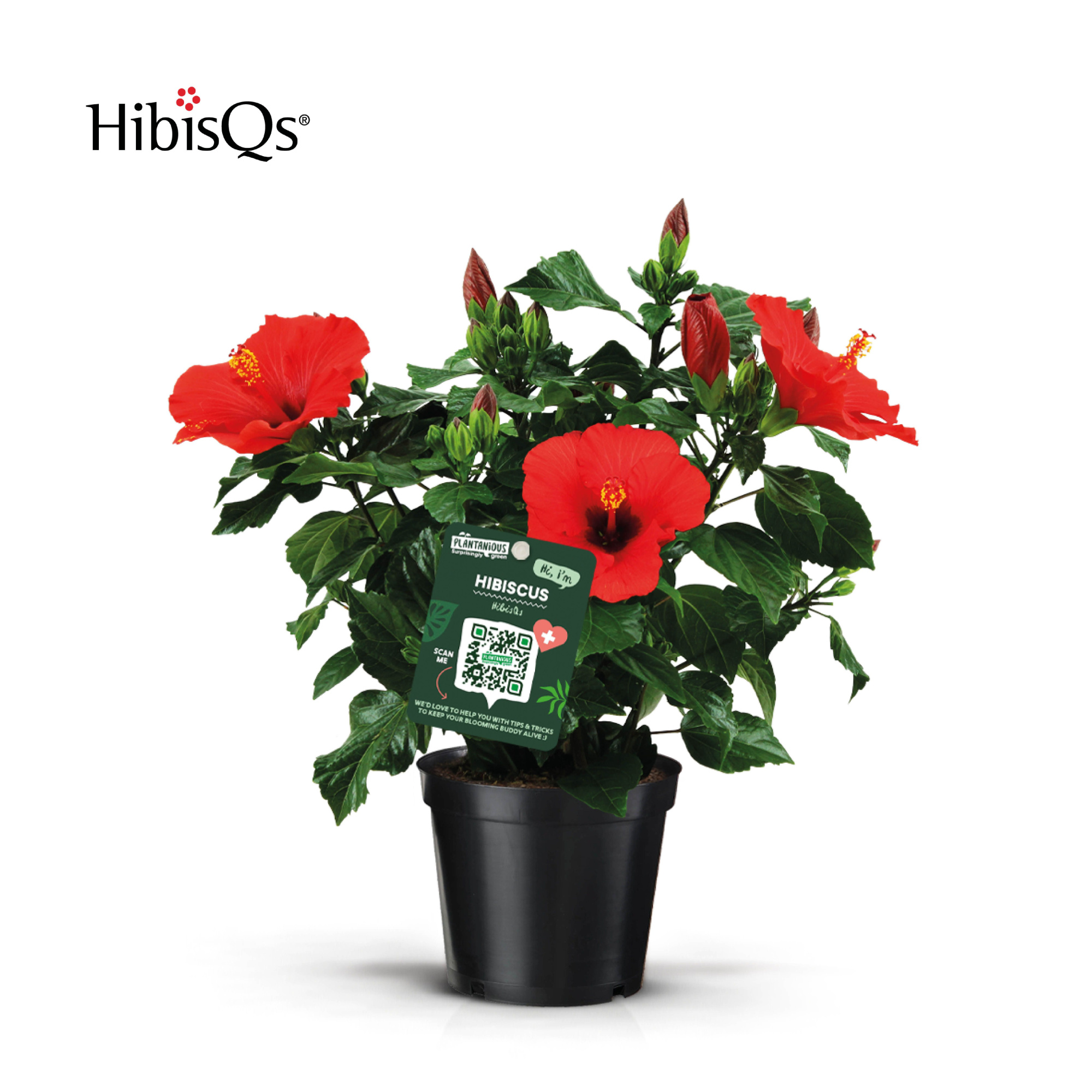 HibisQs Rood, D 17