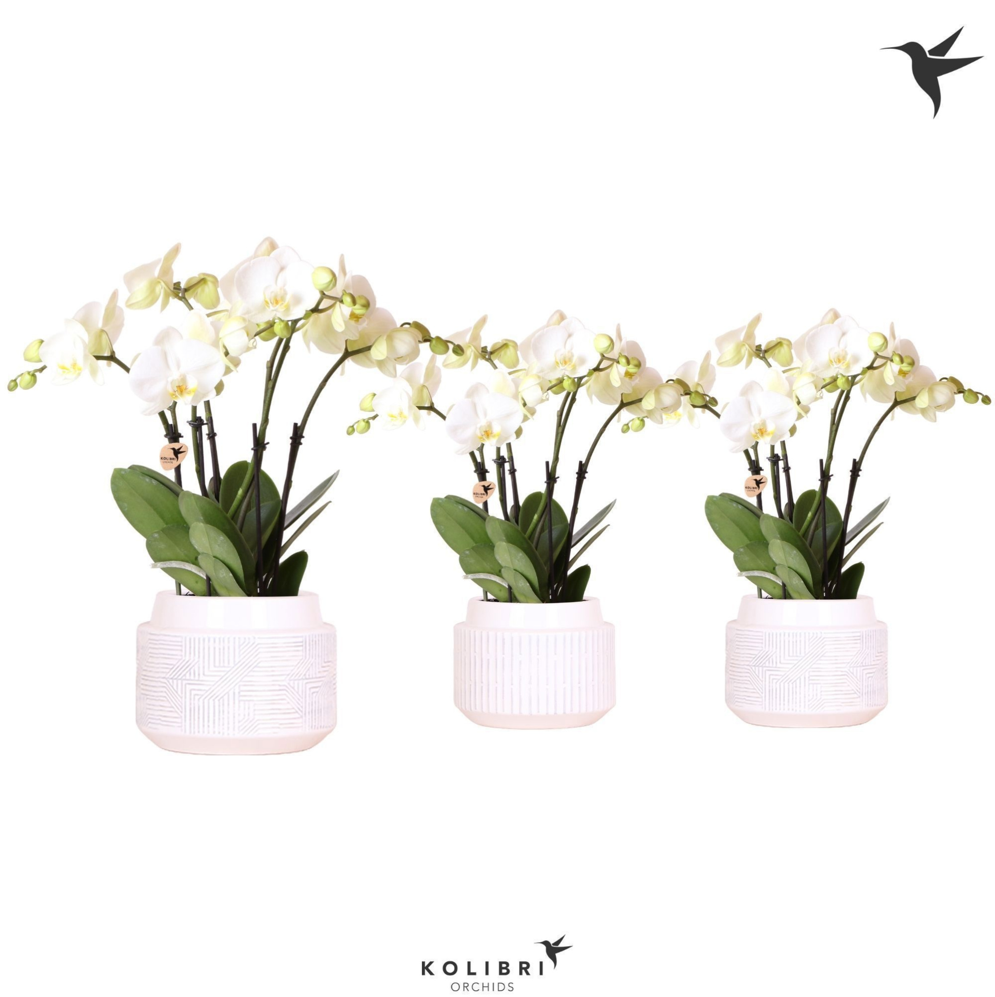 Kolibri Orchids Phalaenopsis Jewel Ghent 4 spike in Maze pot white, D 12