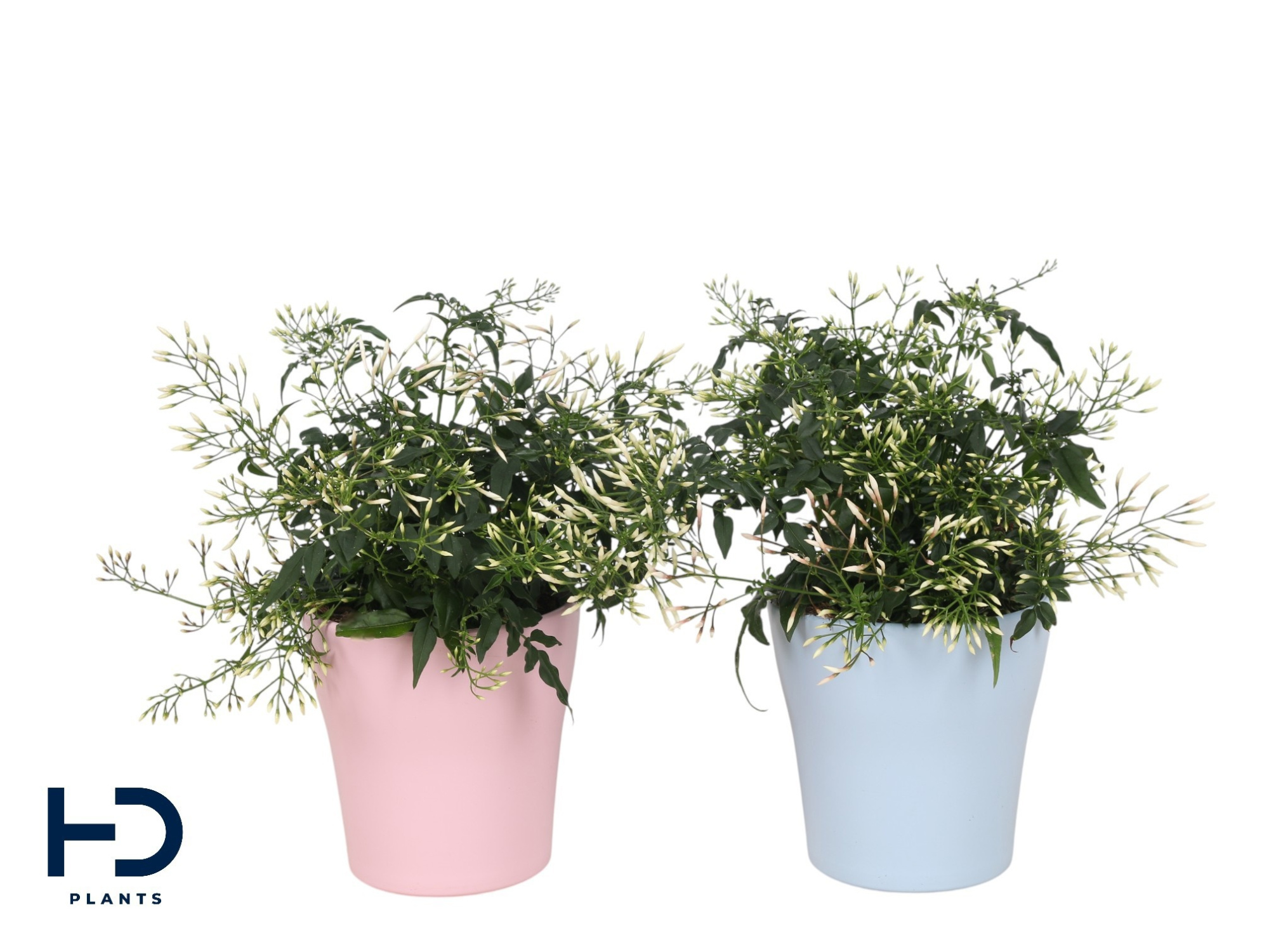 Jasminum struik keramiek Anna mix roze blauw p13 (Jasmijn), D 13